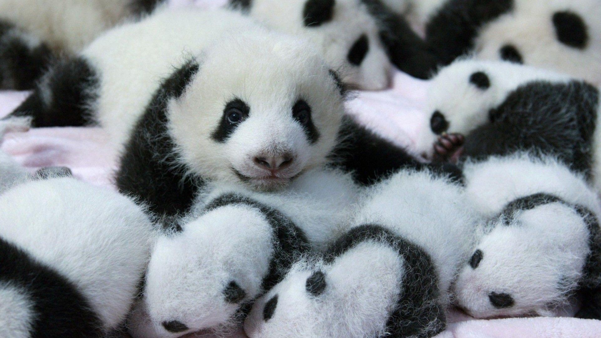 Cute Baby Panda Wallpaper Wallpapers