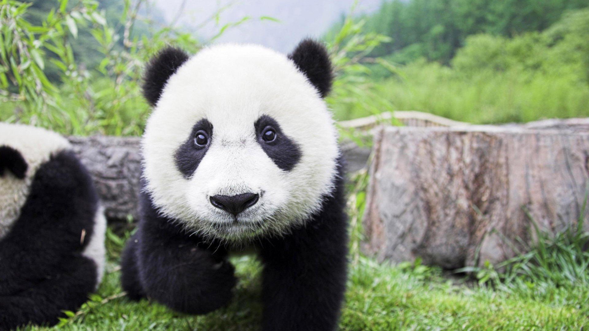 Cute Baby Panda Wallpaper Wallpapers