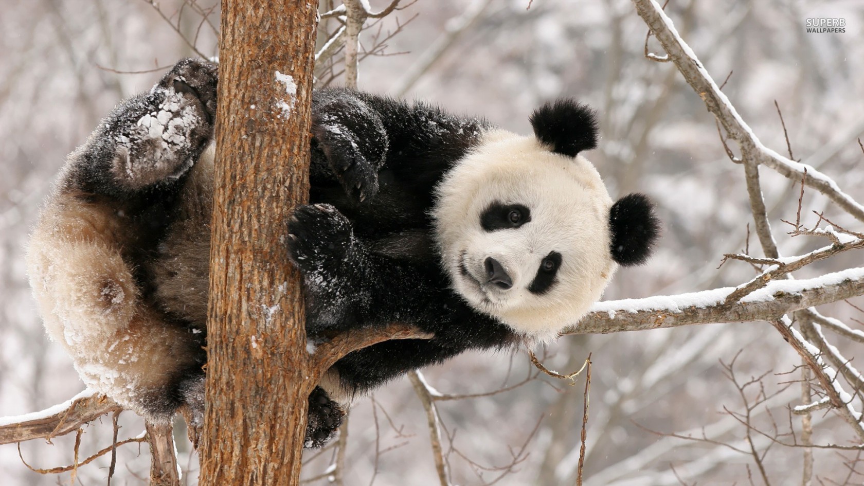 Cute Baby Panda Wallpaper Wallpapers