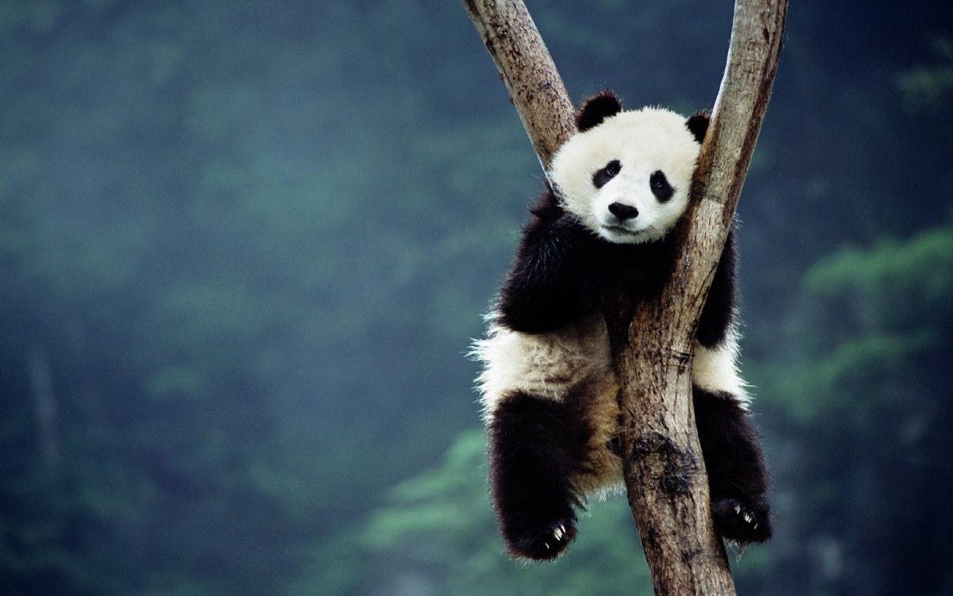 Cute Baby Panda Wallpapers Wallpapers