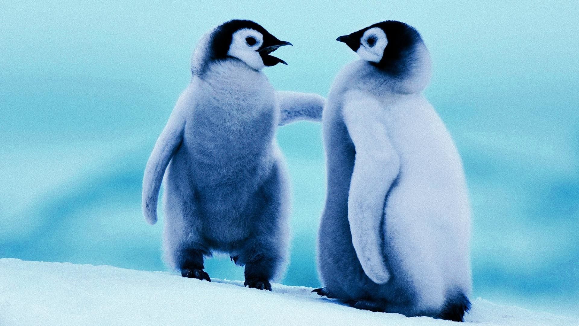 Cute Baby Penguin Wallpapers