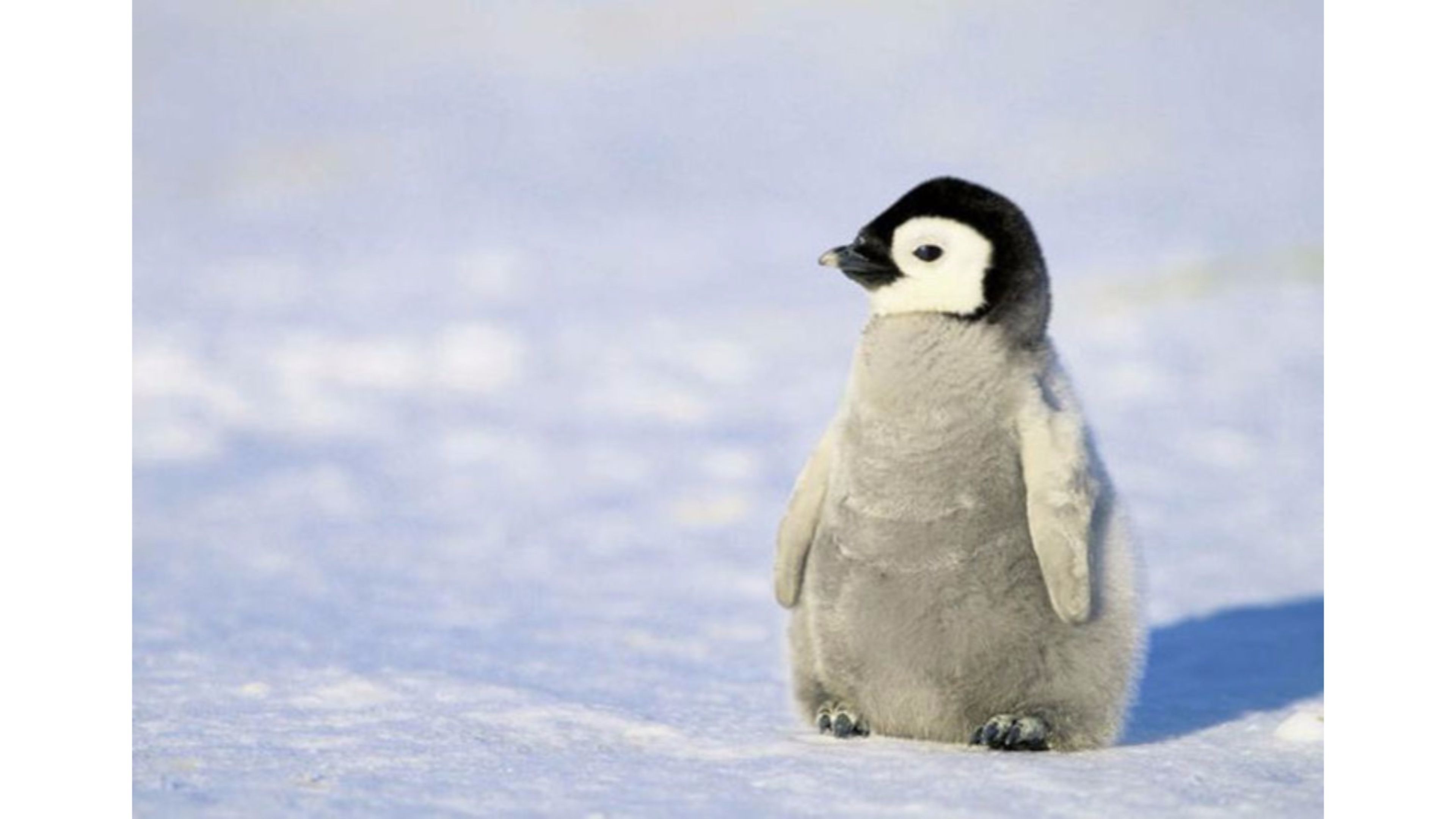 Cute Baby Penguin Wallpapers