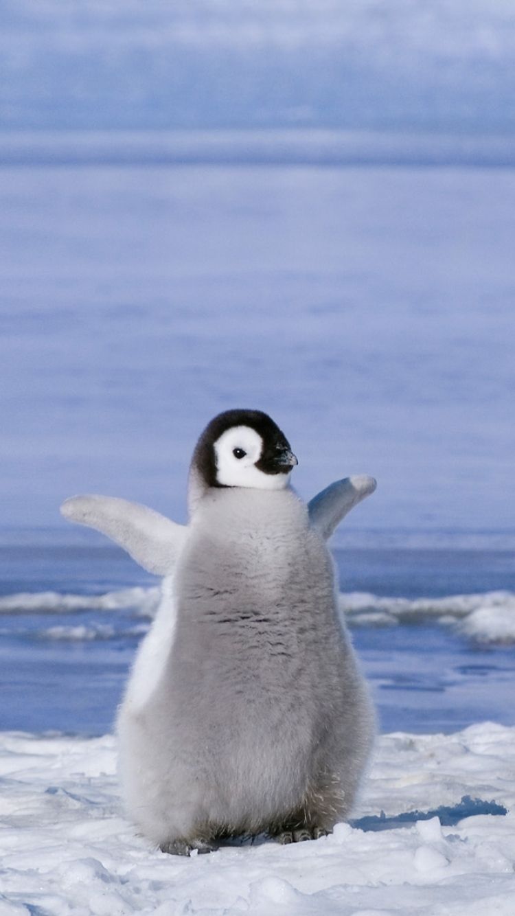 Cute Baby Penguin Wallpapers