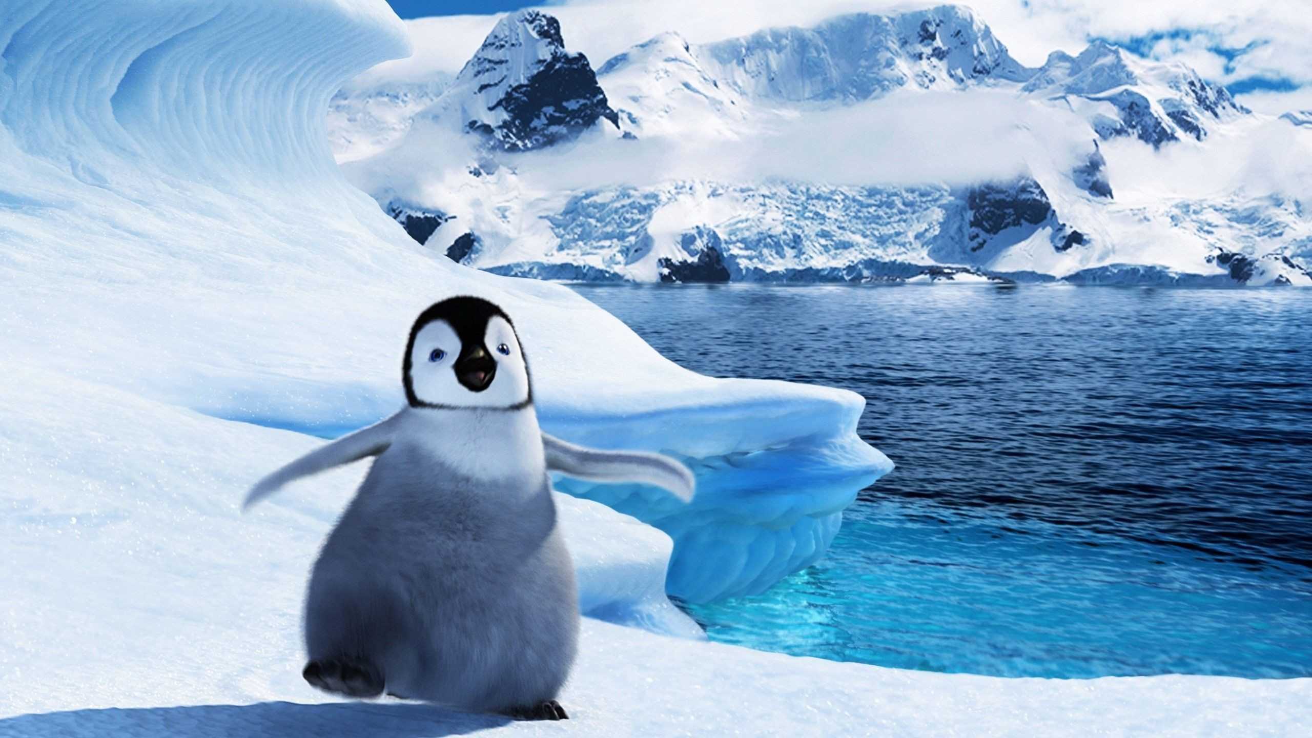 Cute Baby Penguin Wallpapers