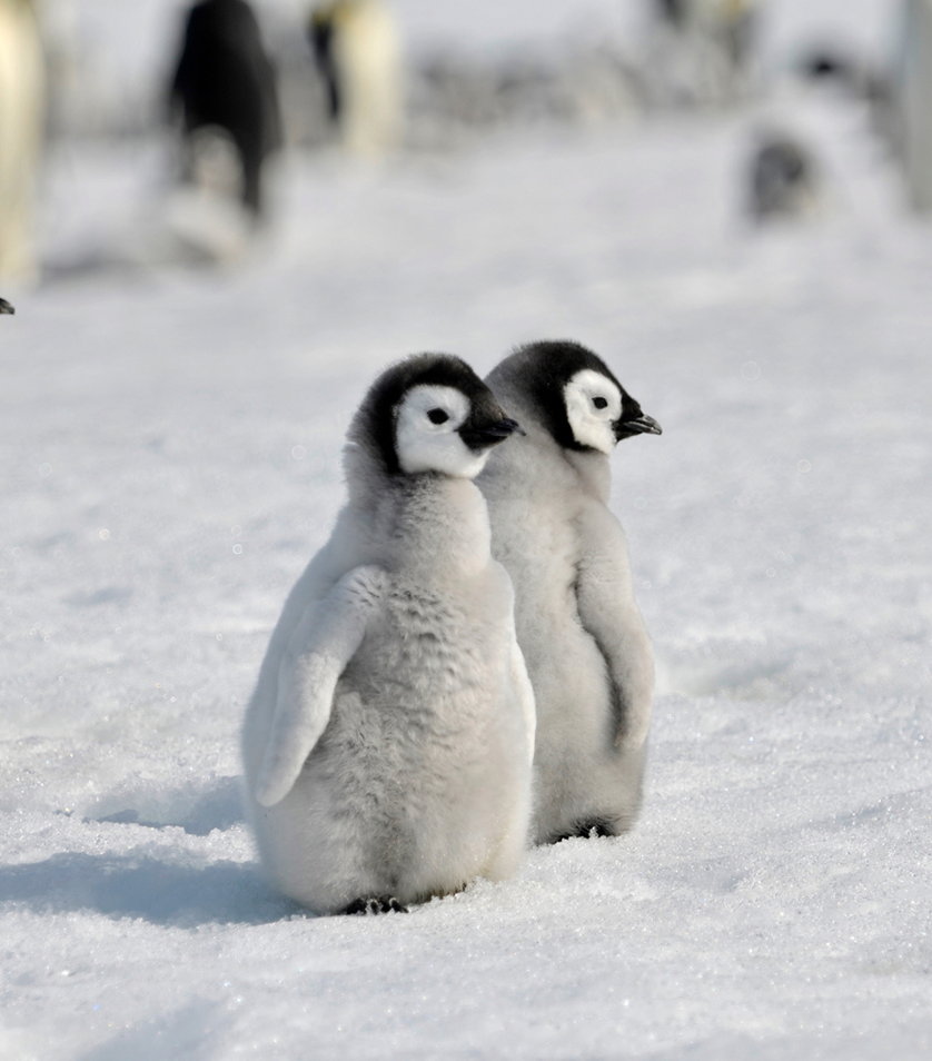 Cute Baby Penguin Wallpapers