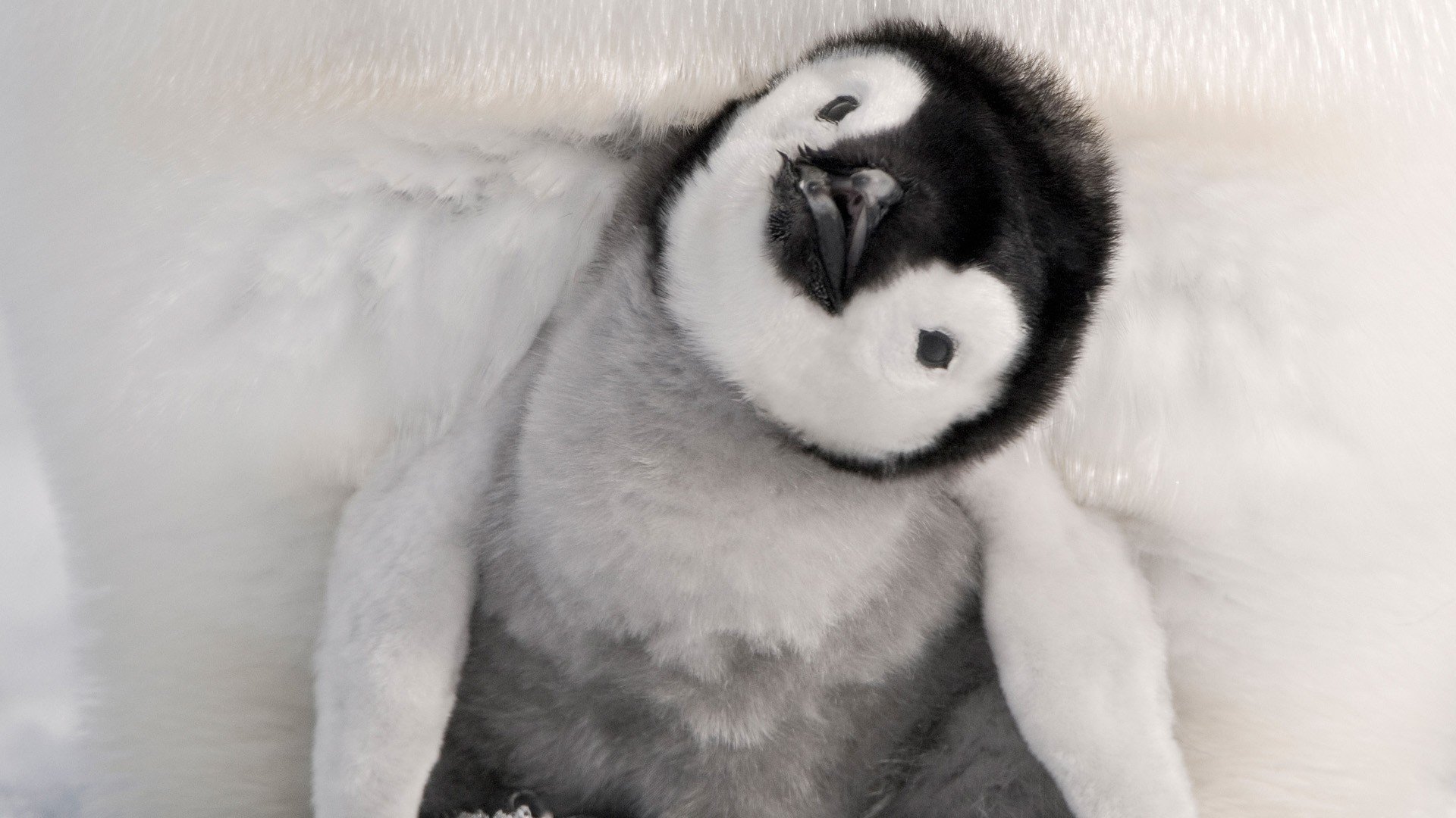 Cute Baby Penguin Wallpapers