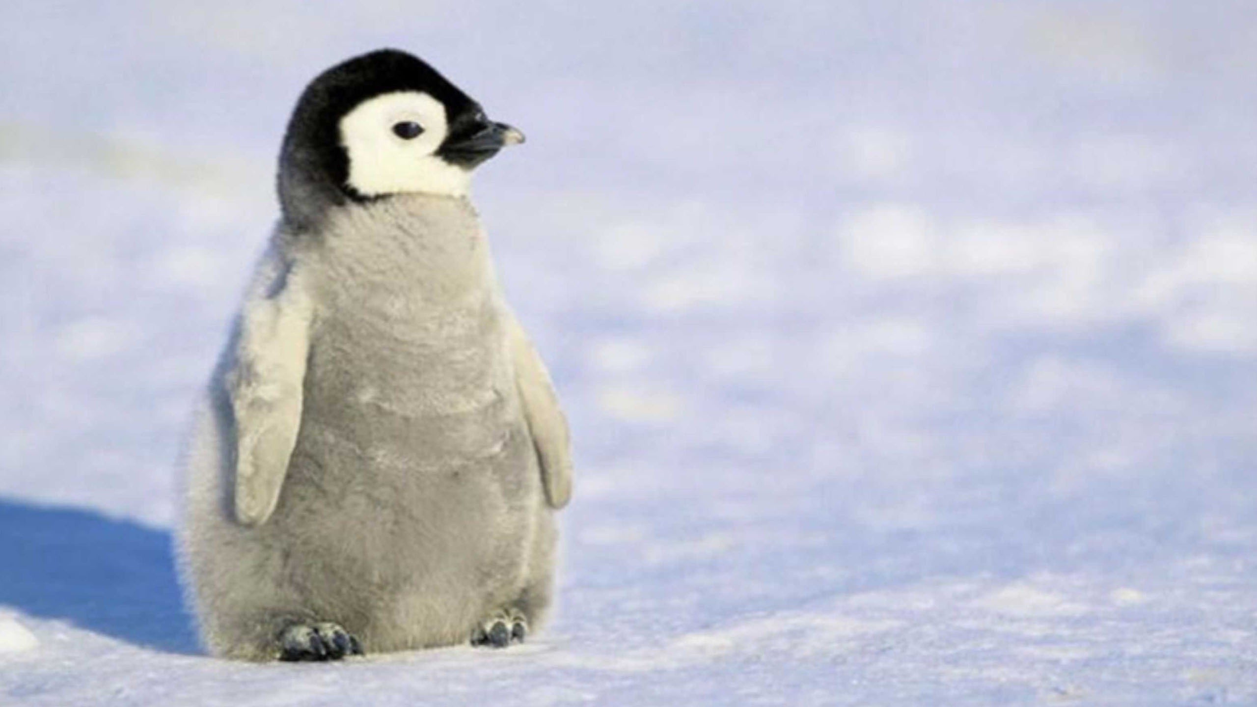 Cute Baby Penguin Wallpapers