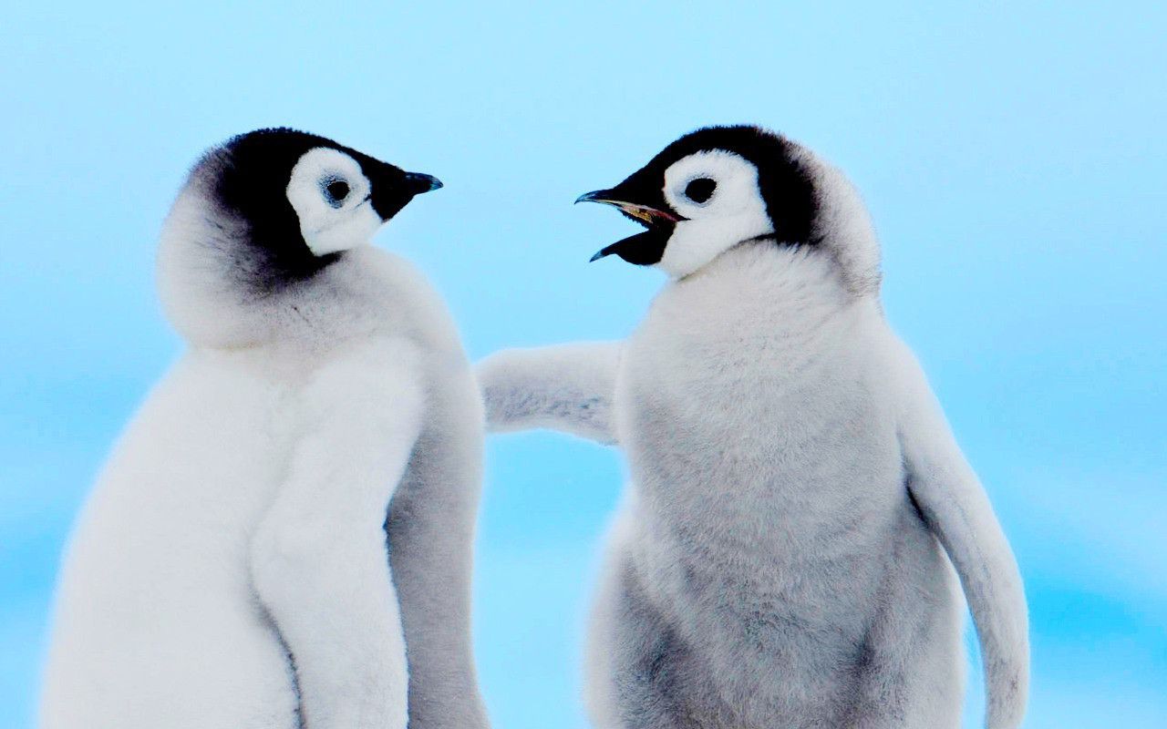 Cute Baby Penguin Wallpapers