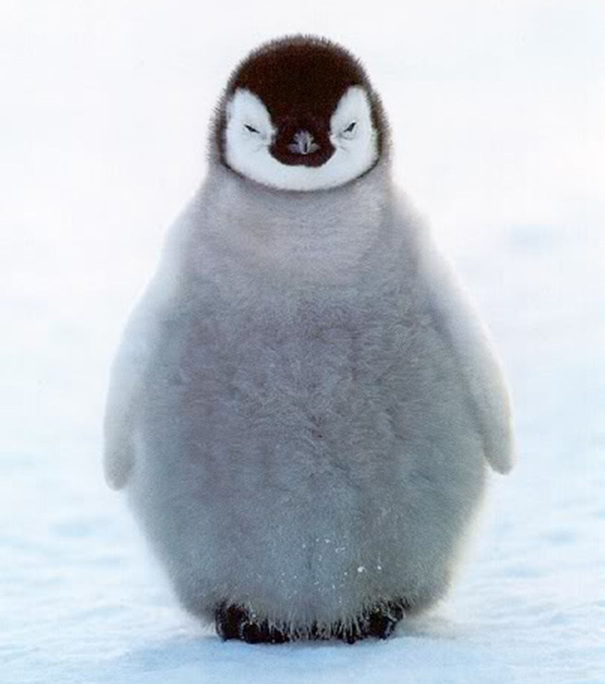 Cute Baby Penguin Wallpapers