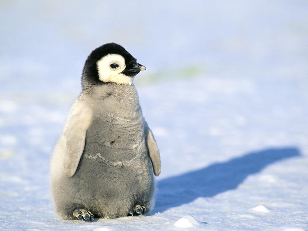 Cute Baby Penguin Wallpapers