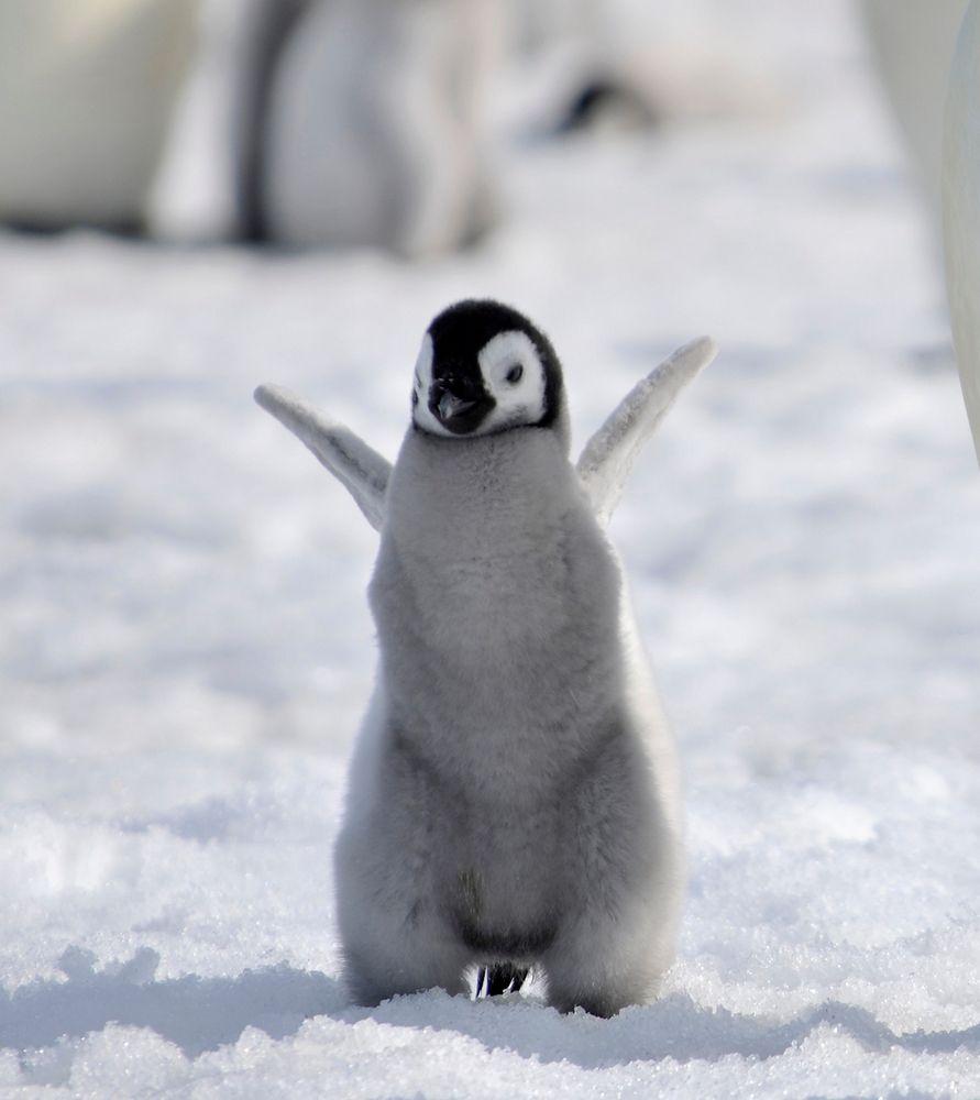 Cute Baby Penguin Wallpapers