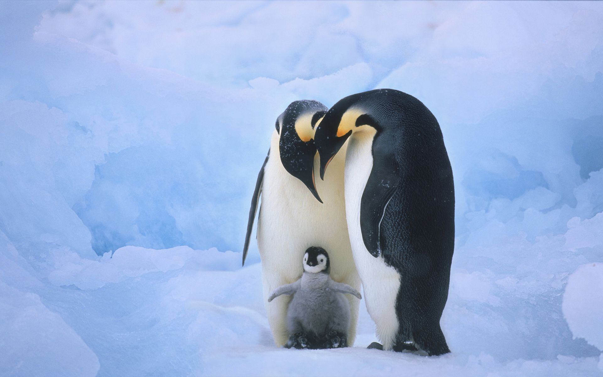 Cute Baby Penguin Wallpapers