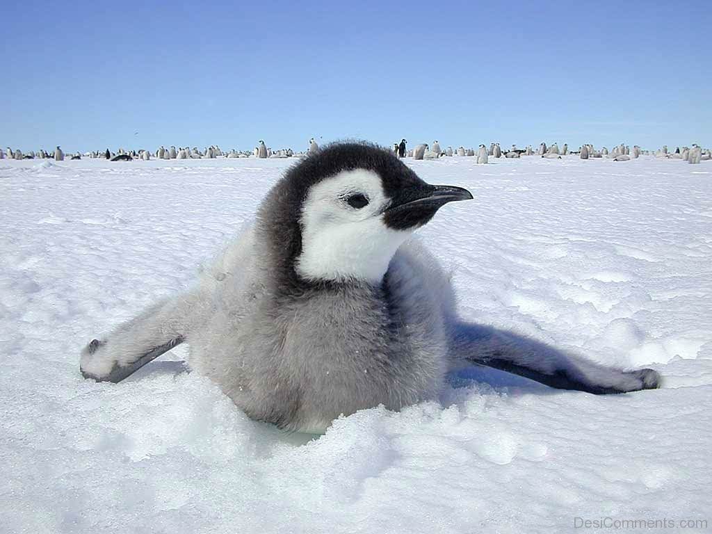 Cute Baby Penguin Wallpapers