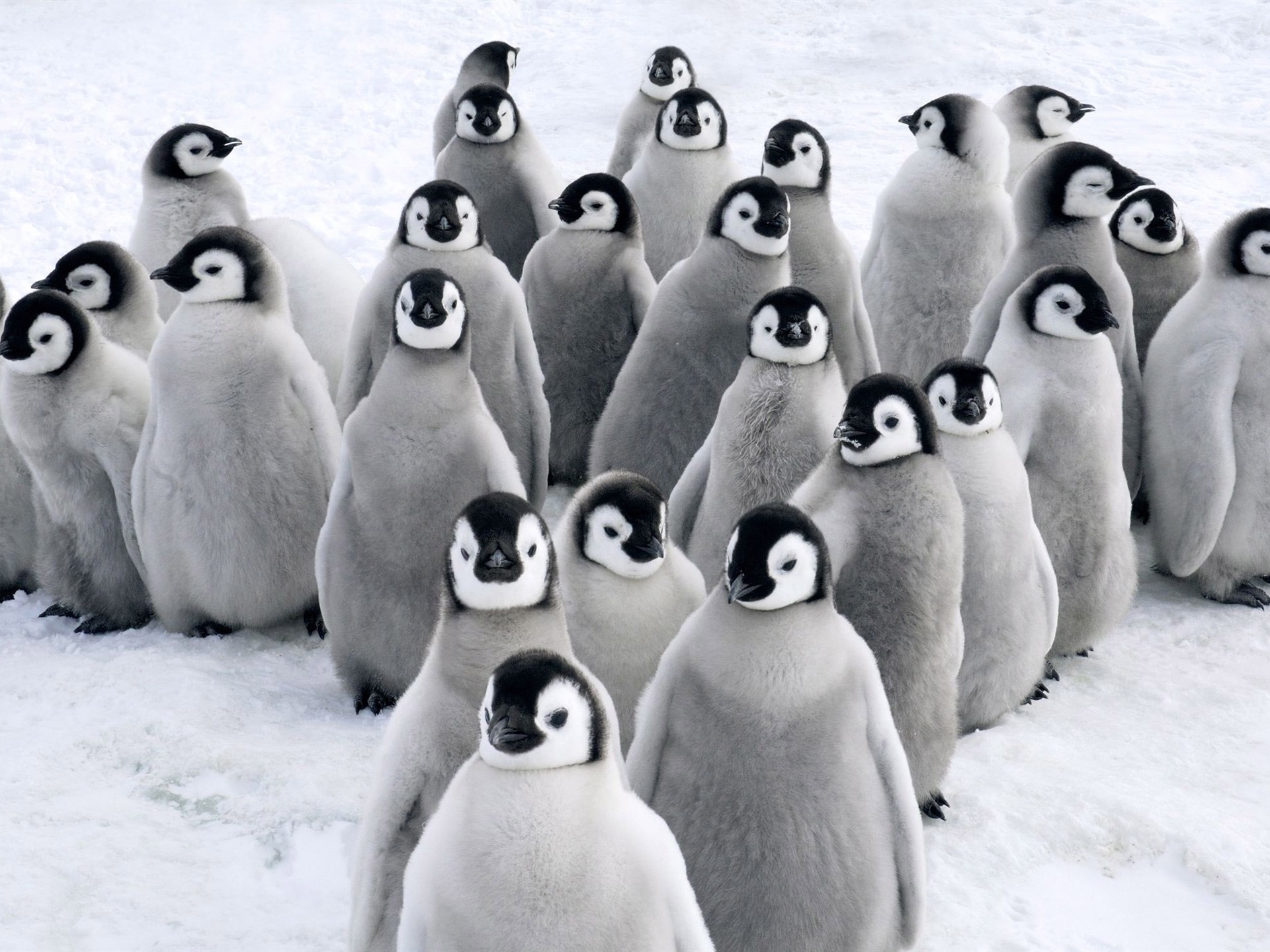 Пингвины одинаковые