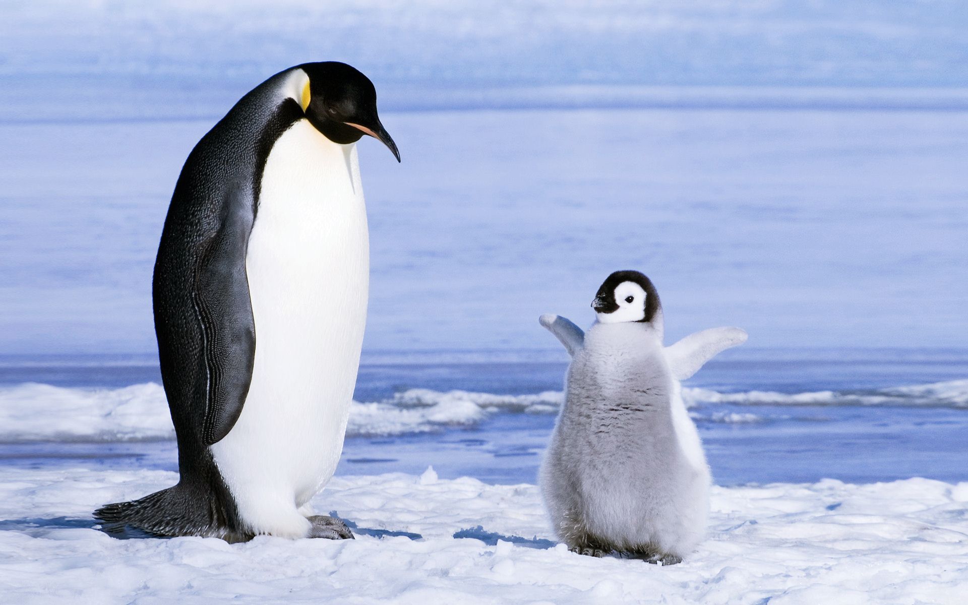 Cute Baby Penguin Wallpapers