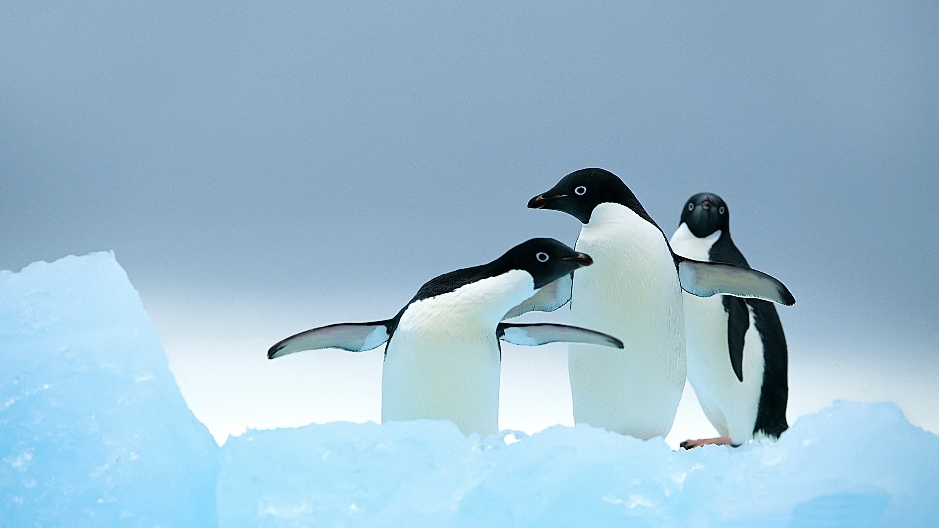 Cute Baby Penguin Wallpapers