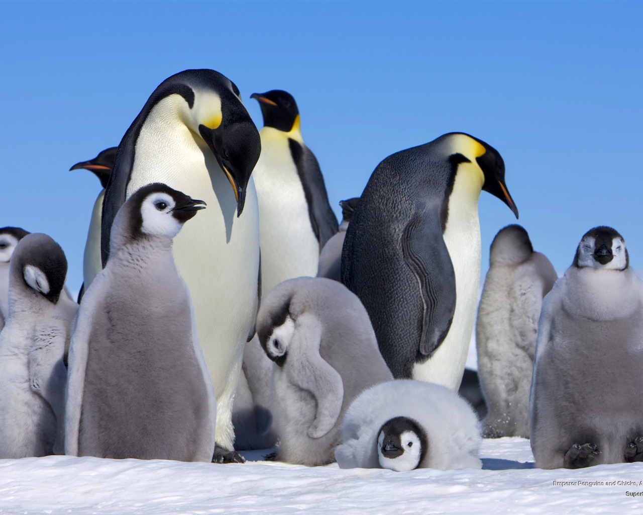 Cute Baby Penguin Wallpapers