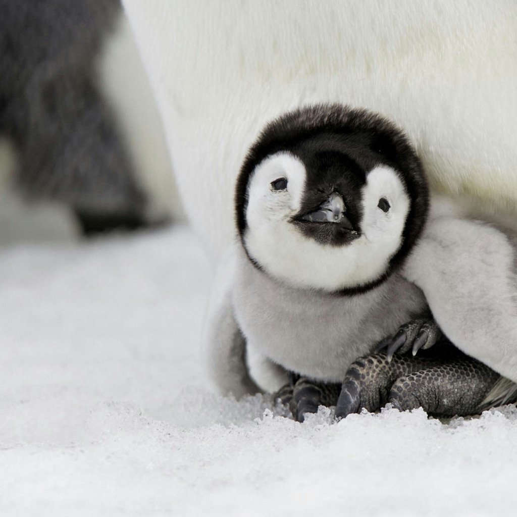 Cute Baby Penguin Wallpapers