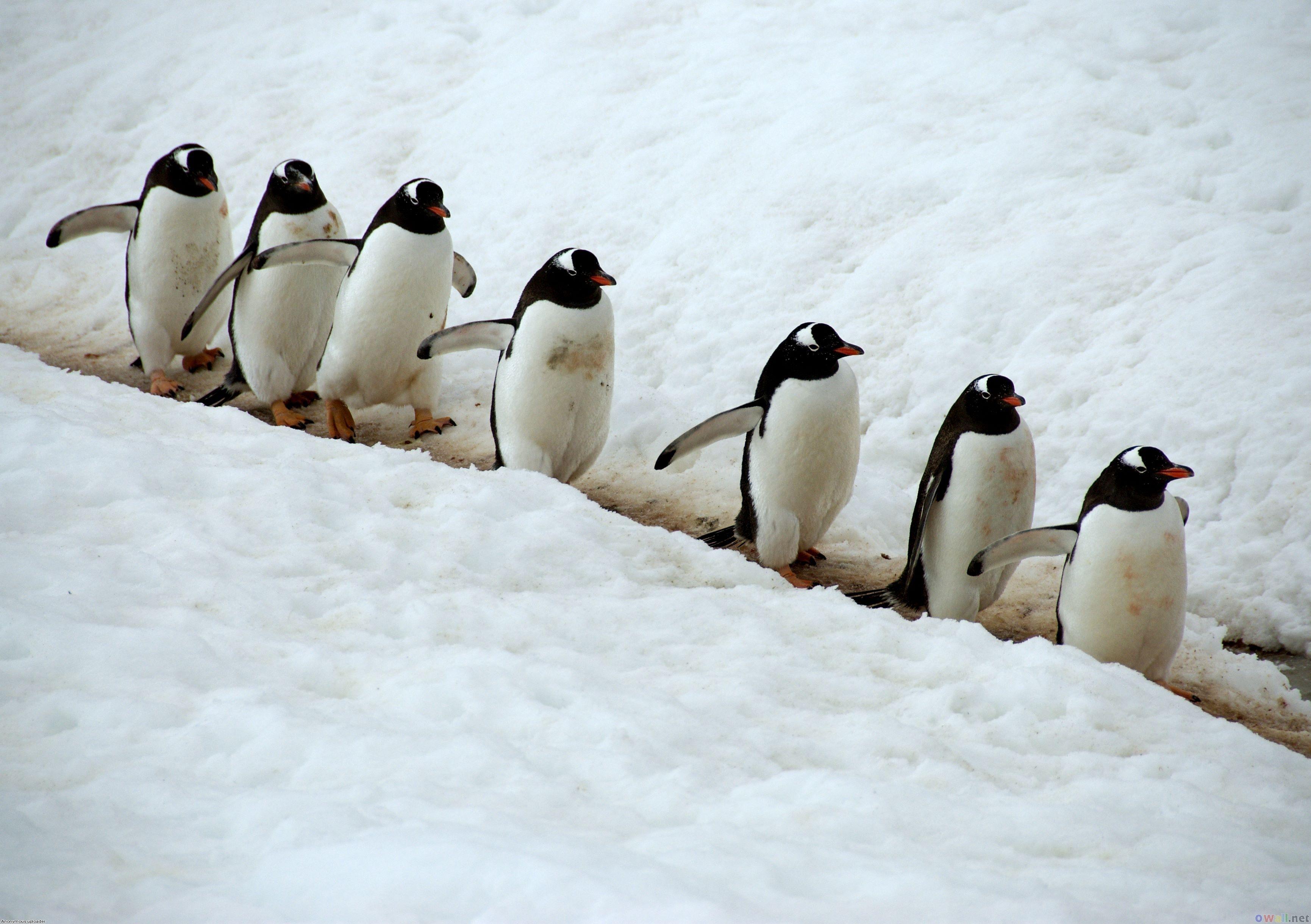 Cute Baby Penguin Wallpapers