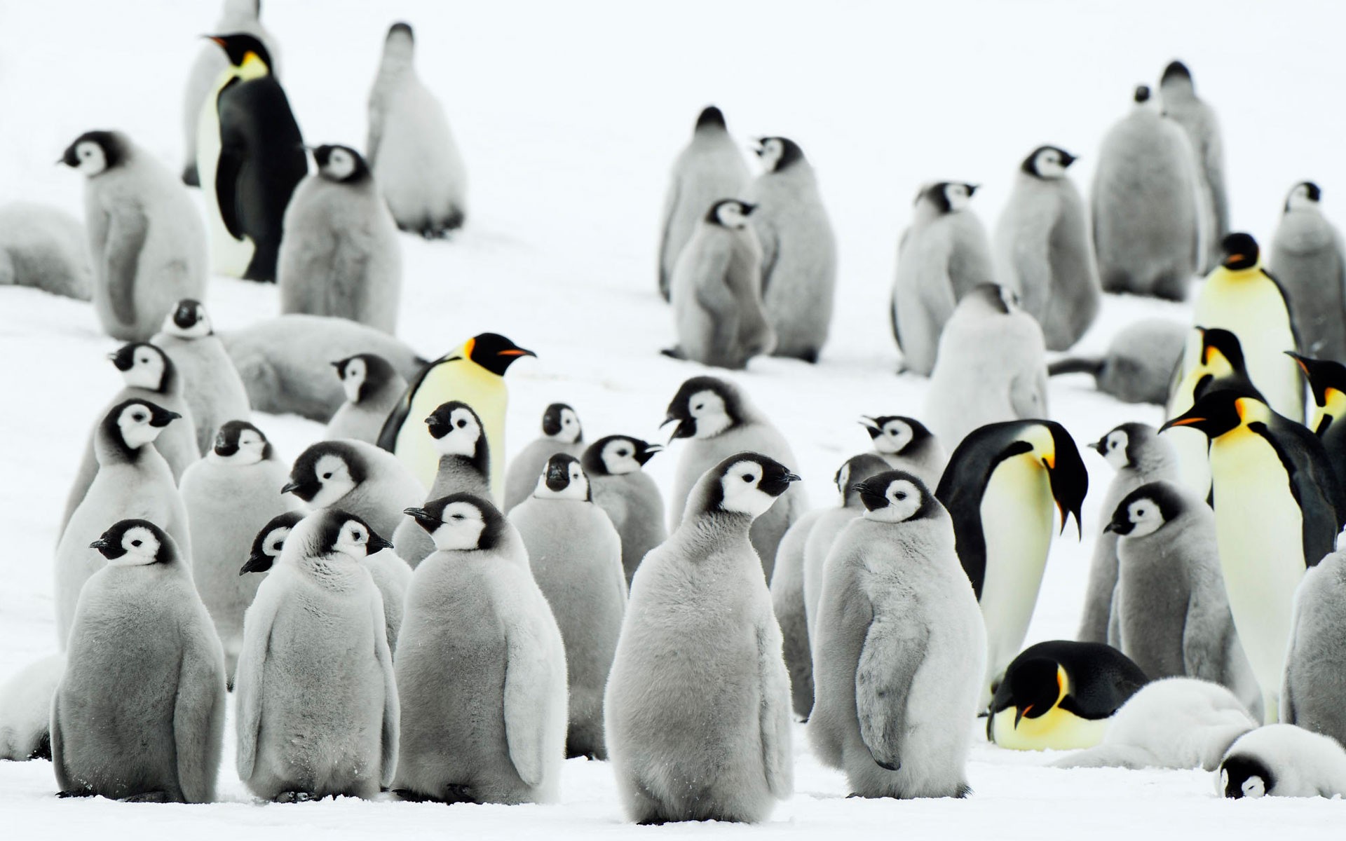 Cute Baby Penguin Wallpapers