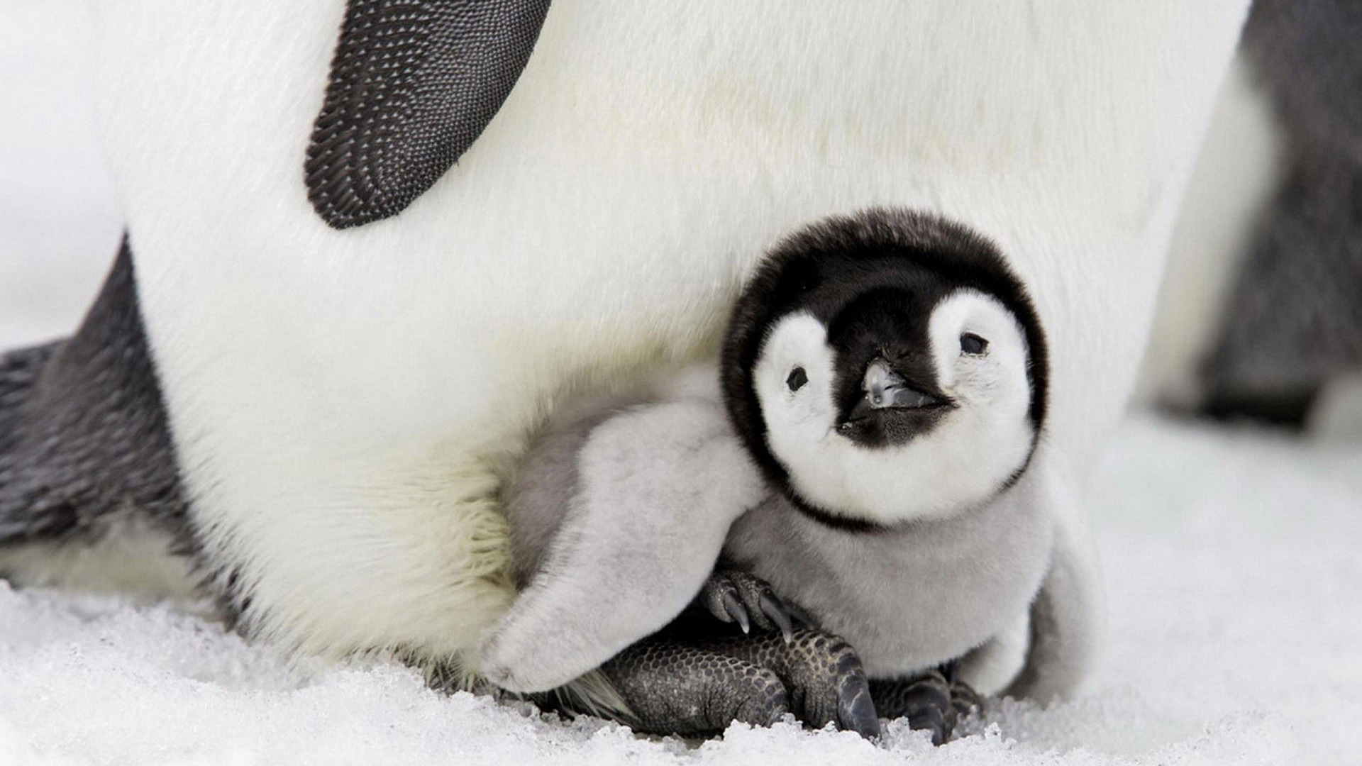 Cute Baby Penguin Wallpapers