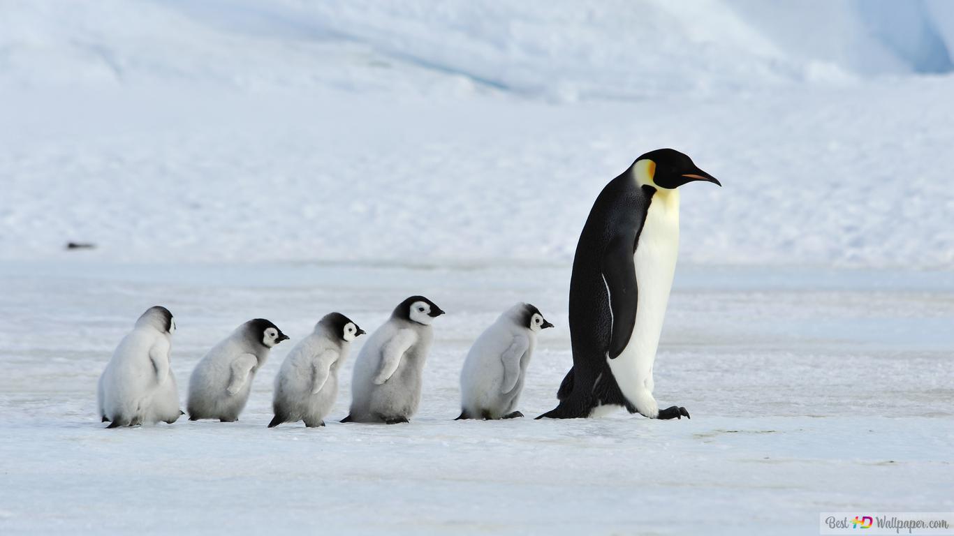 Cute Baby Penguin Wallpapers