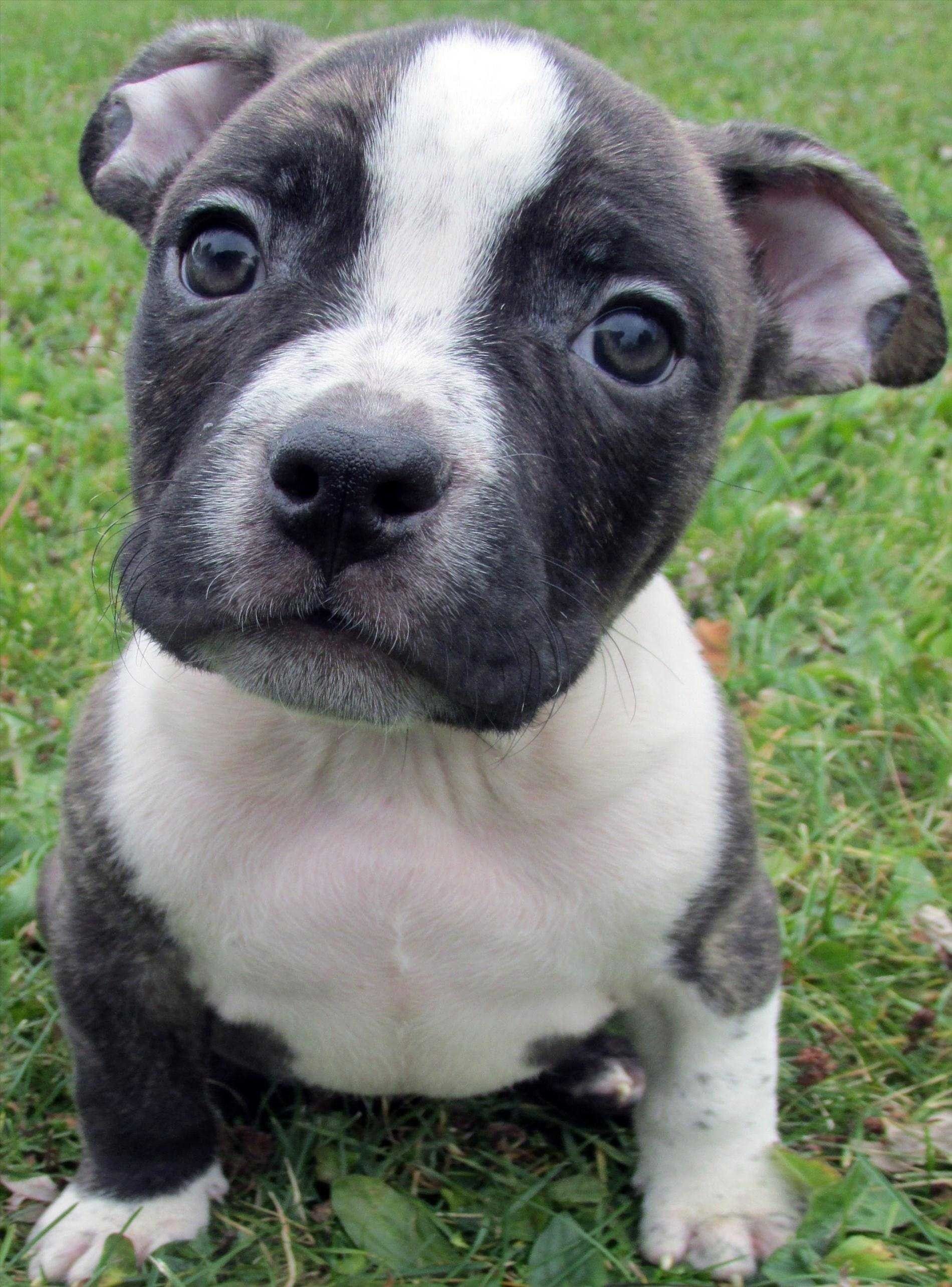 Cute Baby Pitbull Wallpapers