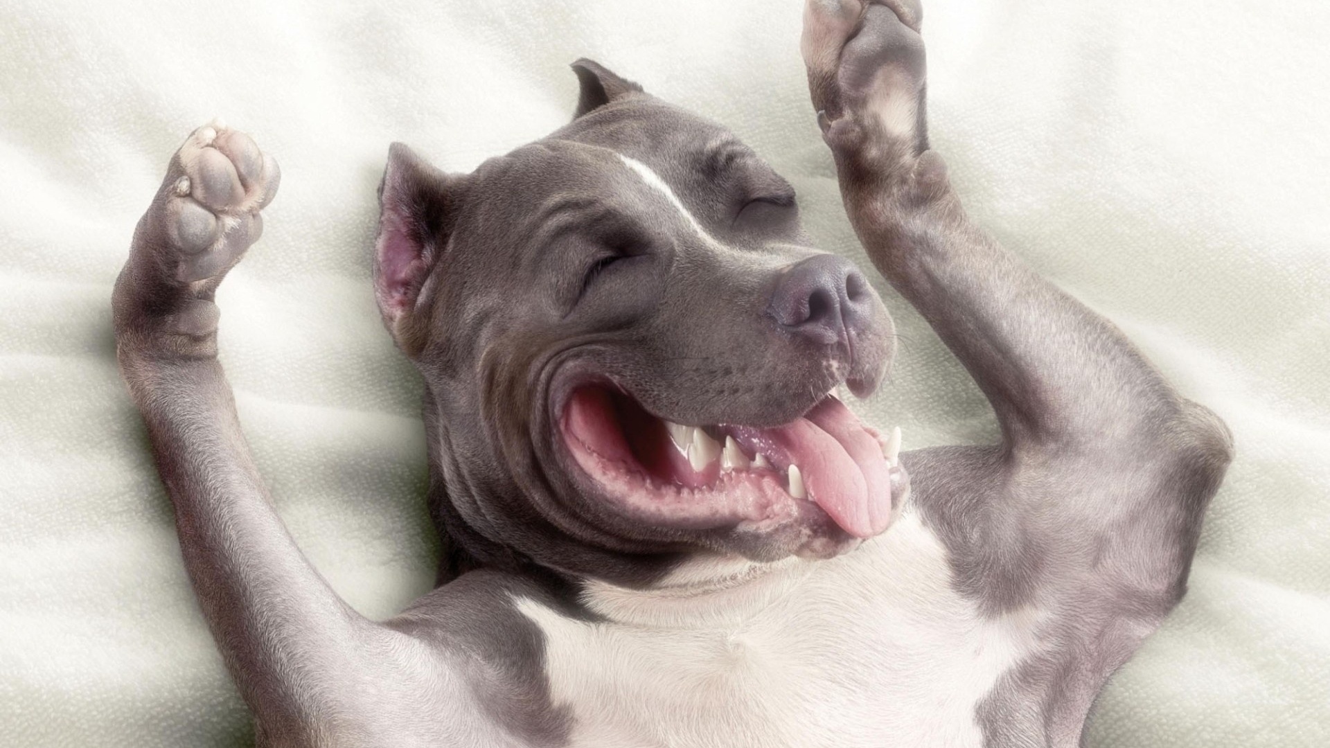 Cute Baby Pitbull Wallpapers