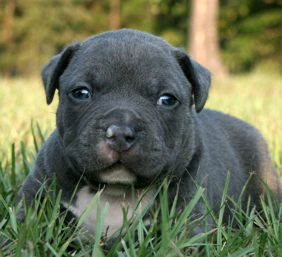 Cute Baby Pitbull Wallpapers