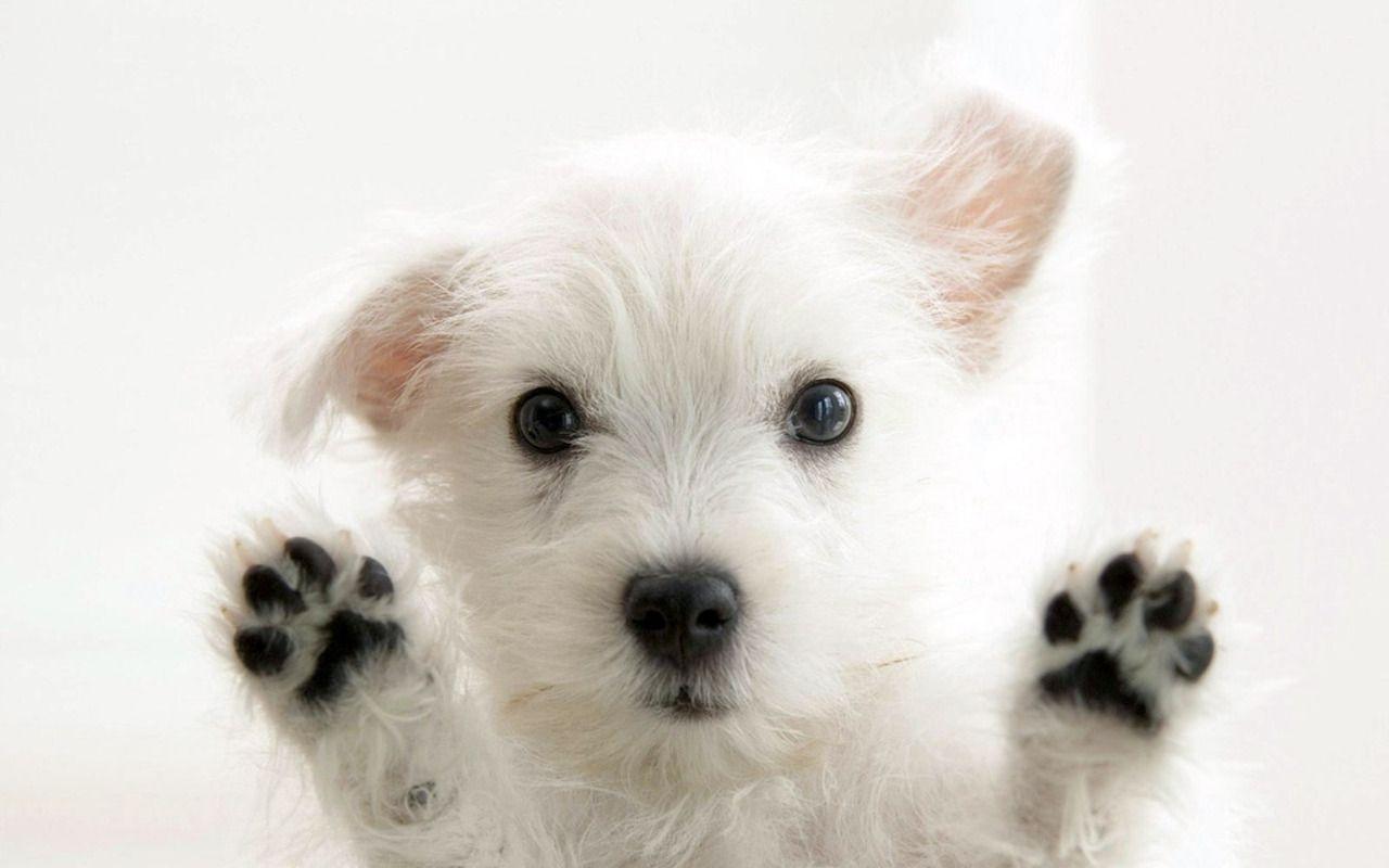 Cute Baby Puppies Wallpapers