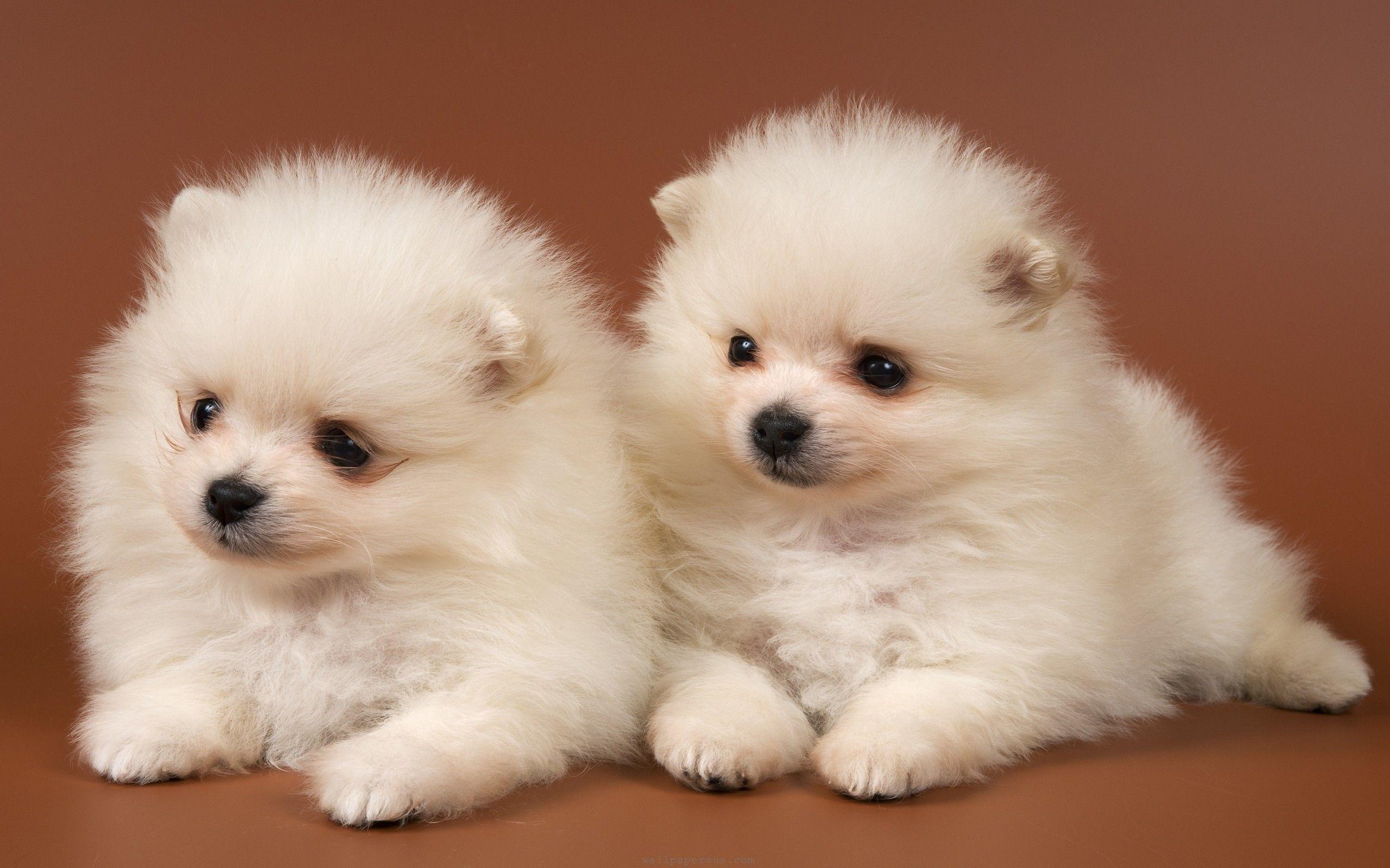 Cute Baby Puppies Wallpapers