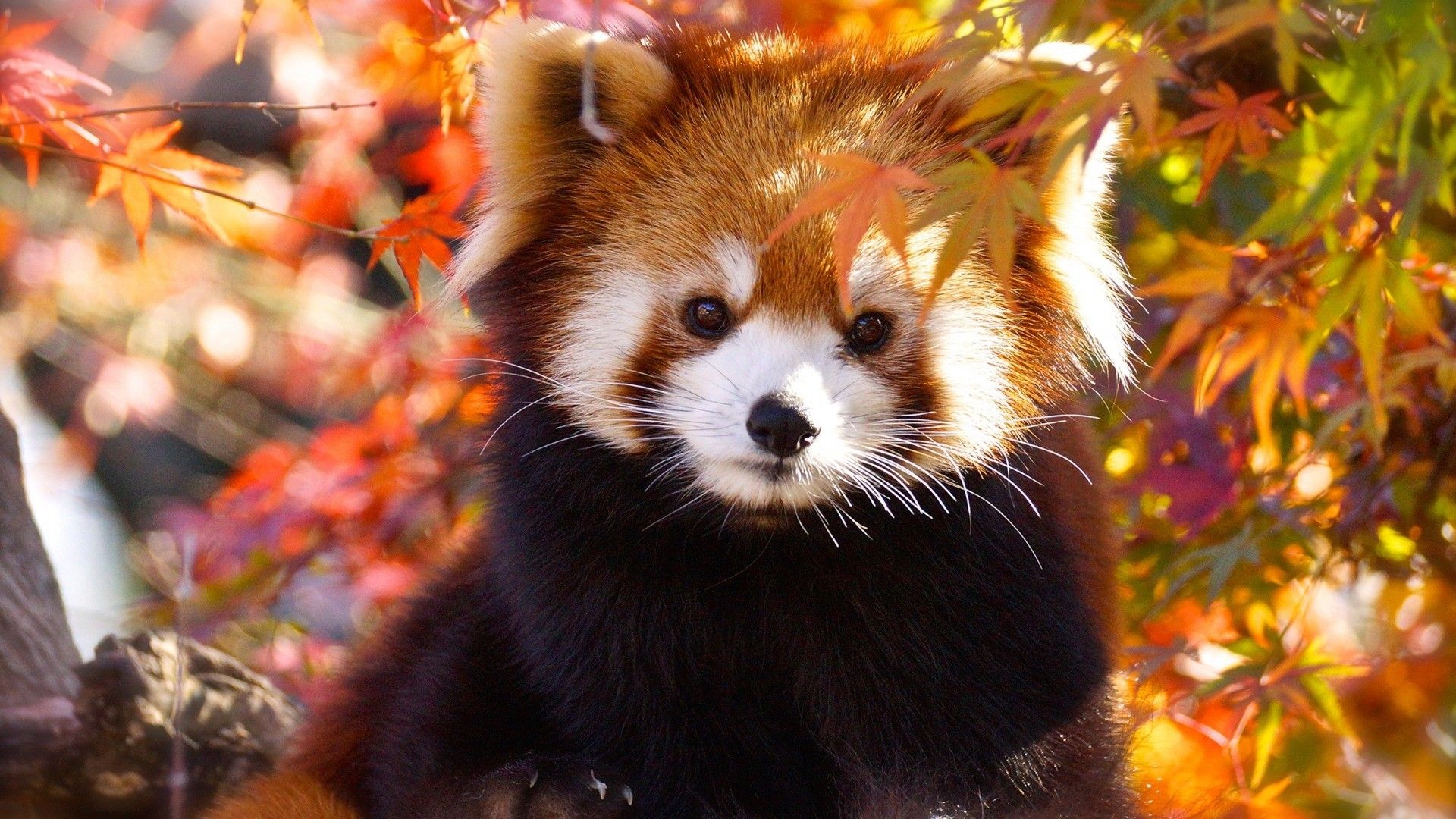 Cute Baby Red Pandas Wallpapers