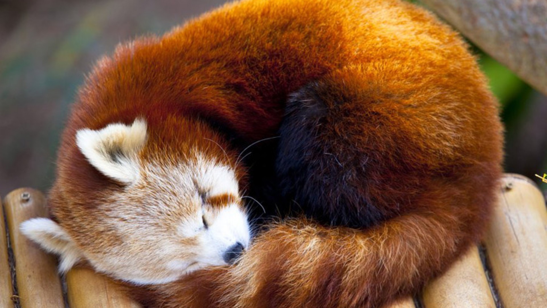 Cute Baby Red Pandas Wallpapers