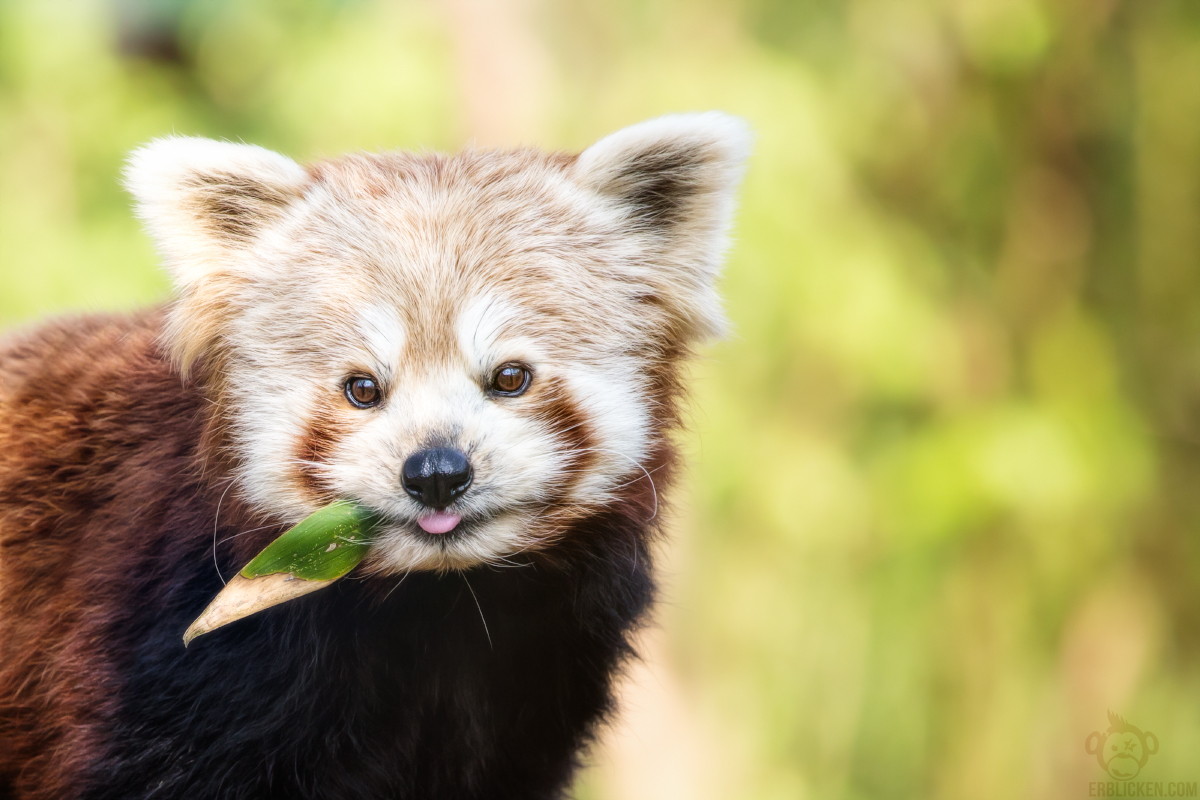 Cute Baby Red Pandas Wallpapers