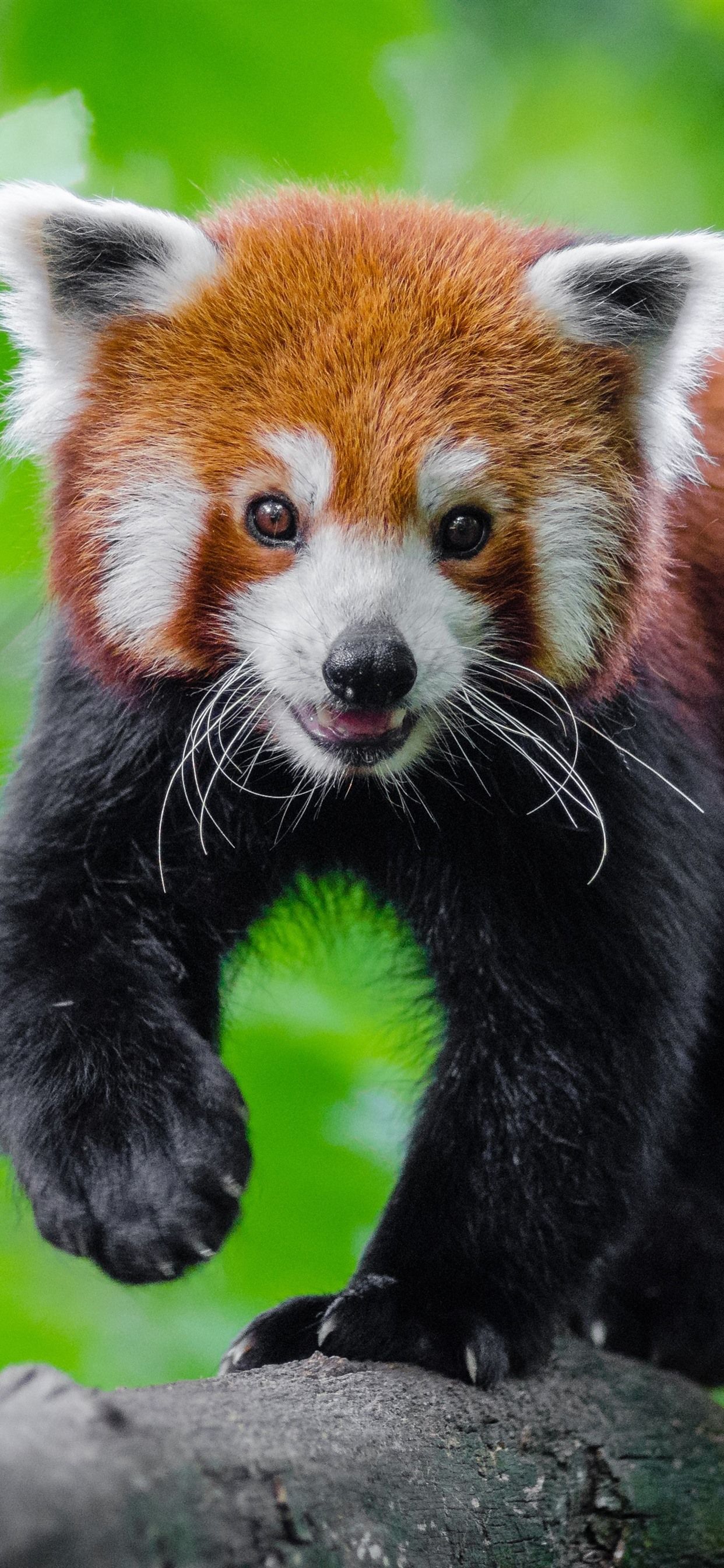 Cute Baby Red Pandas Wallpapers