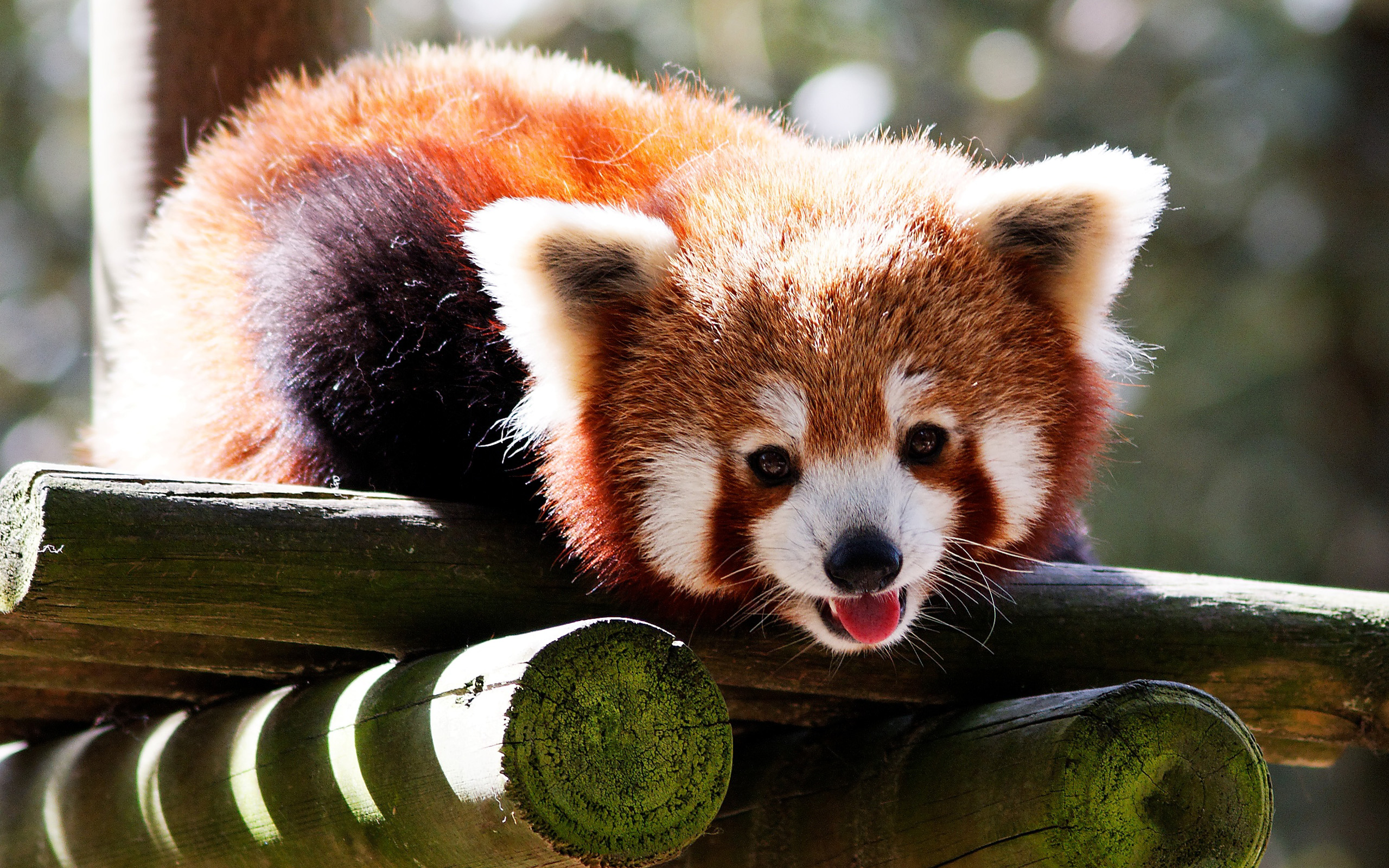 Cute Baby Red Pandas Wallpapers