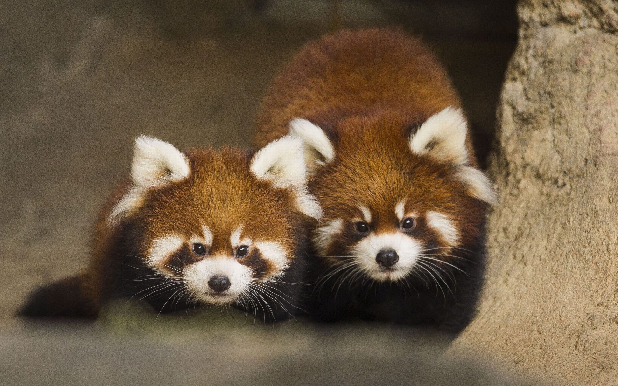 Cute Baby Red Pandas Wallpapers