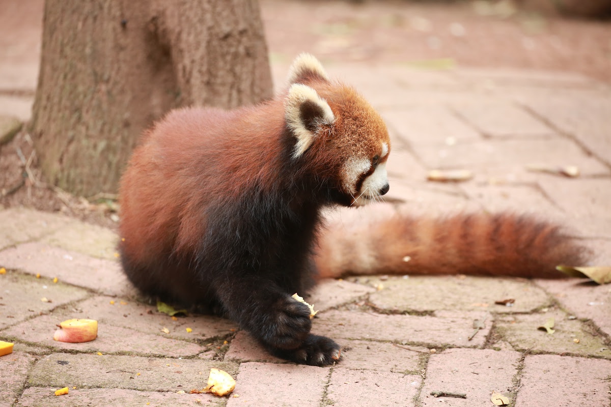 Cute Baby Red Pandas Wallpapers