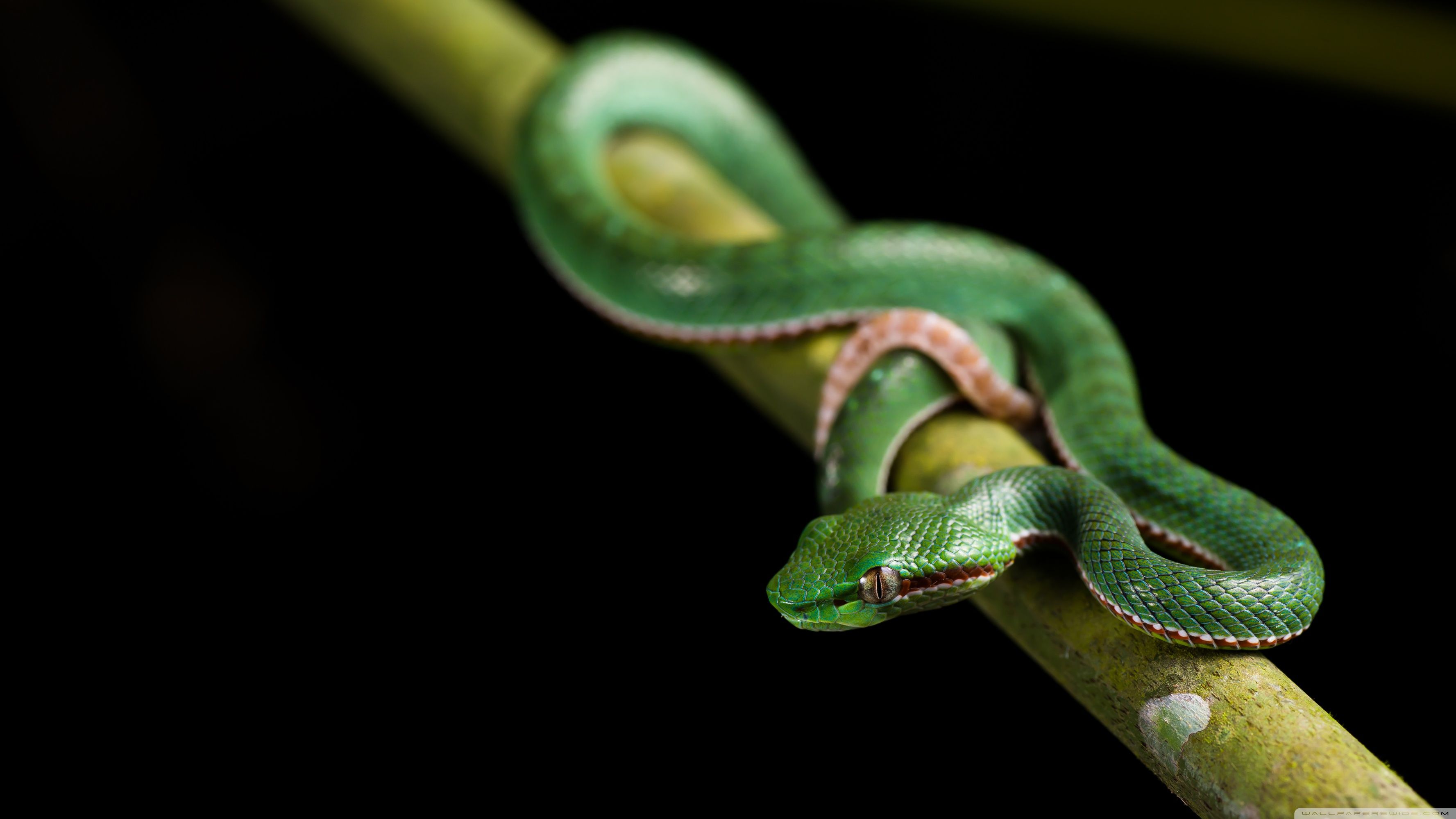 Cute Baby Snake Wallpapers