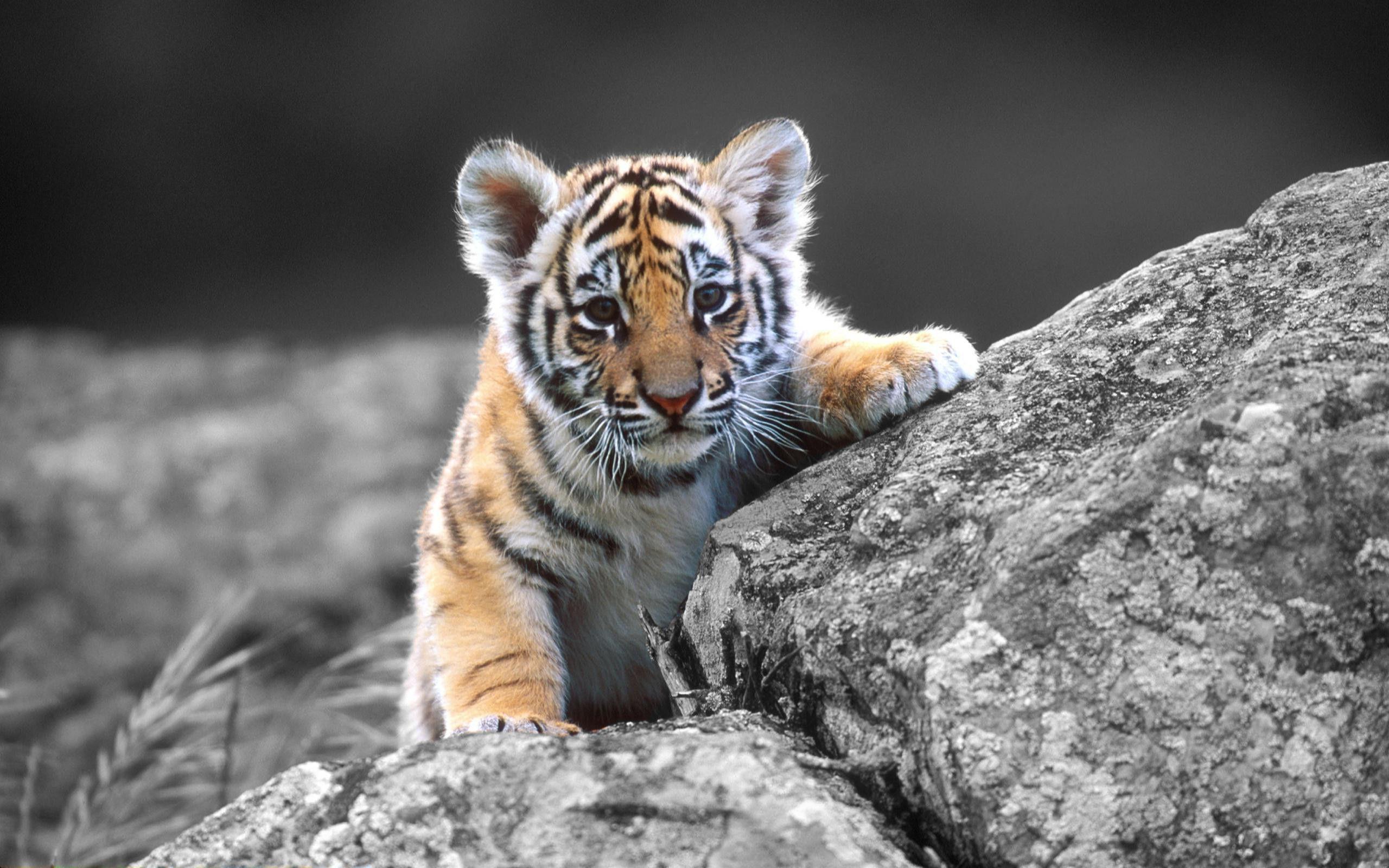 Cute Baby Tiger Wallpapers