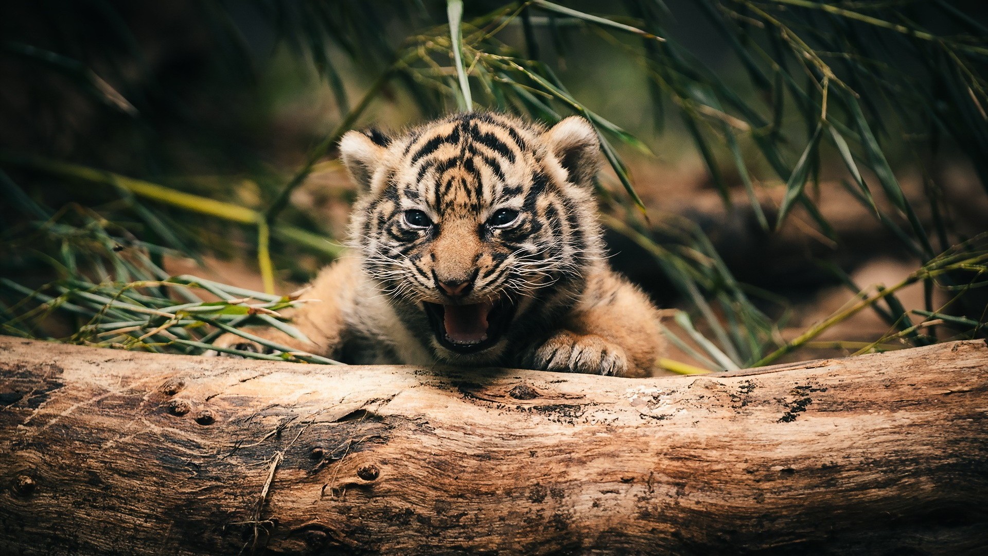 Cute Baby Tiger Wallpapers