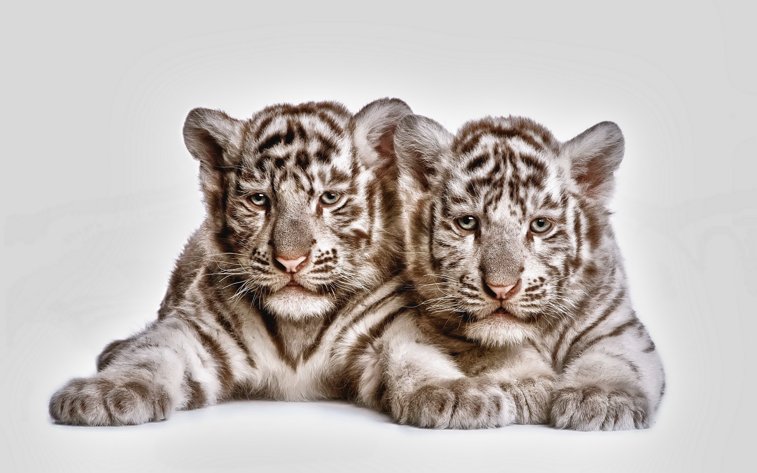 Cute Baby Tiger Wallpapers