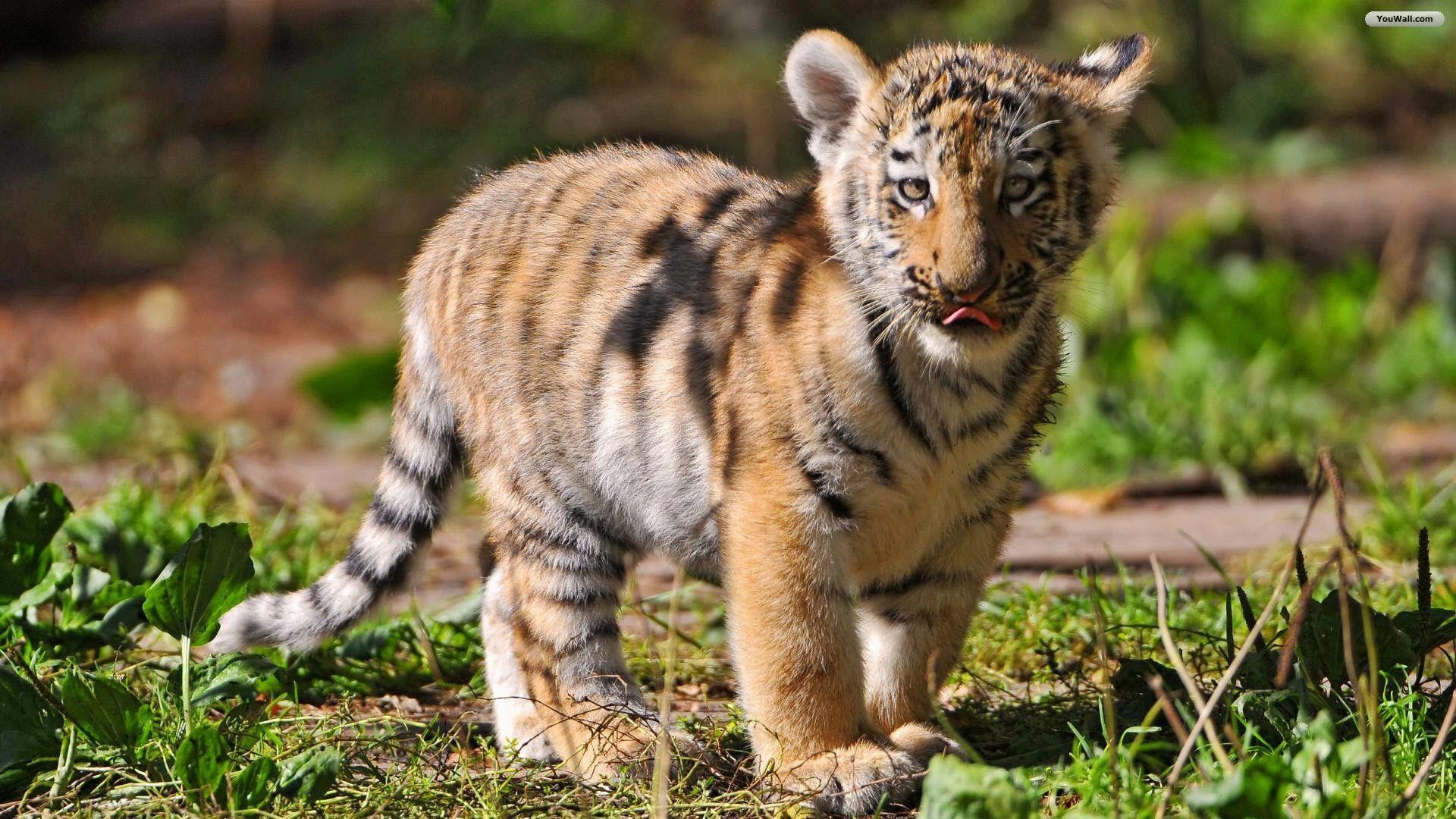 Cute Baby Tiger Wallpapers