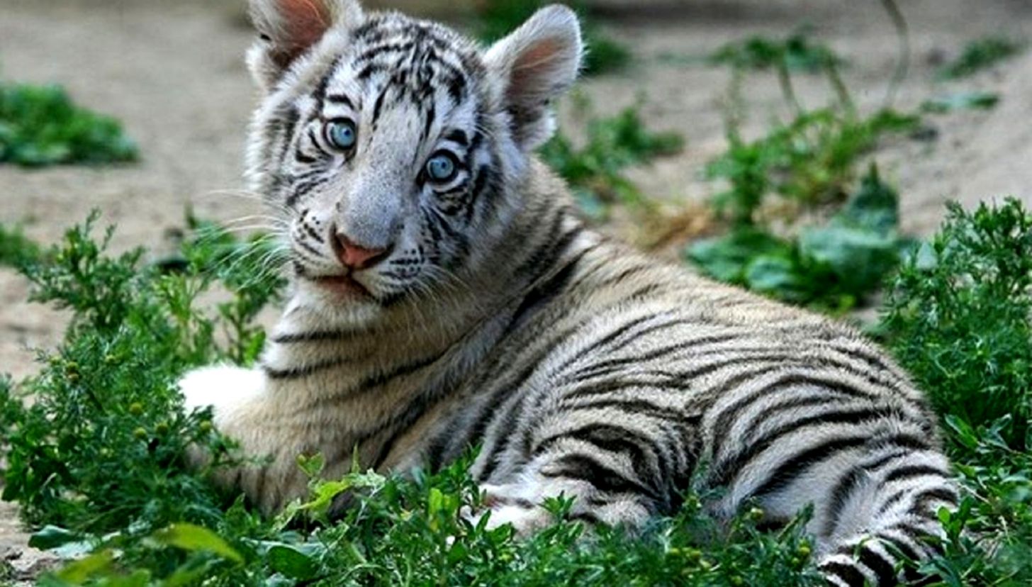 Cute Baby Tiger Wallpapers