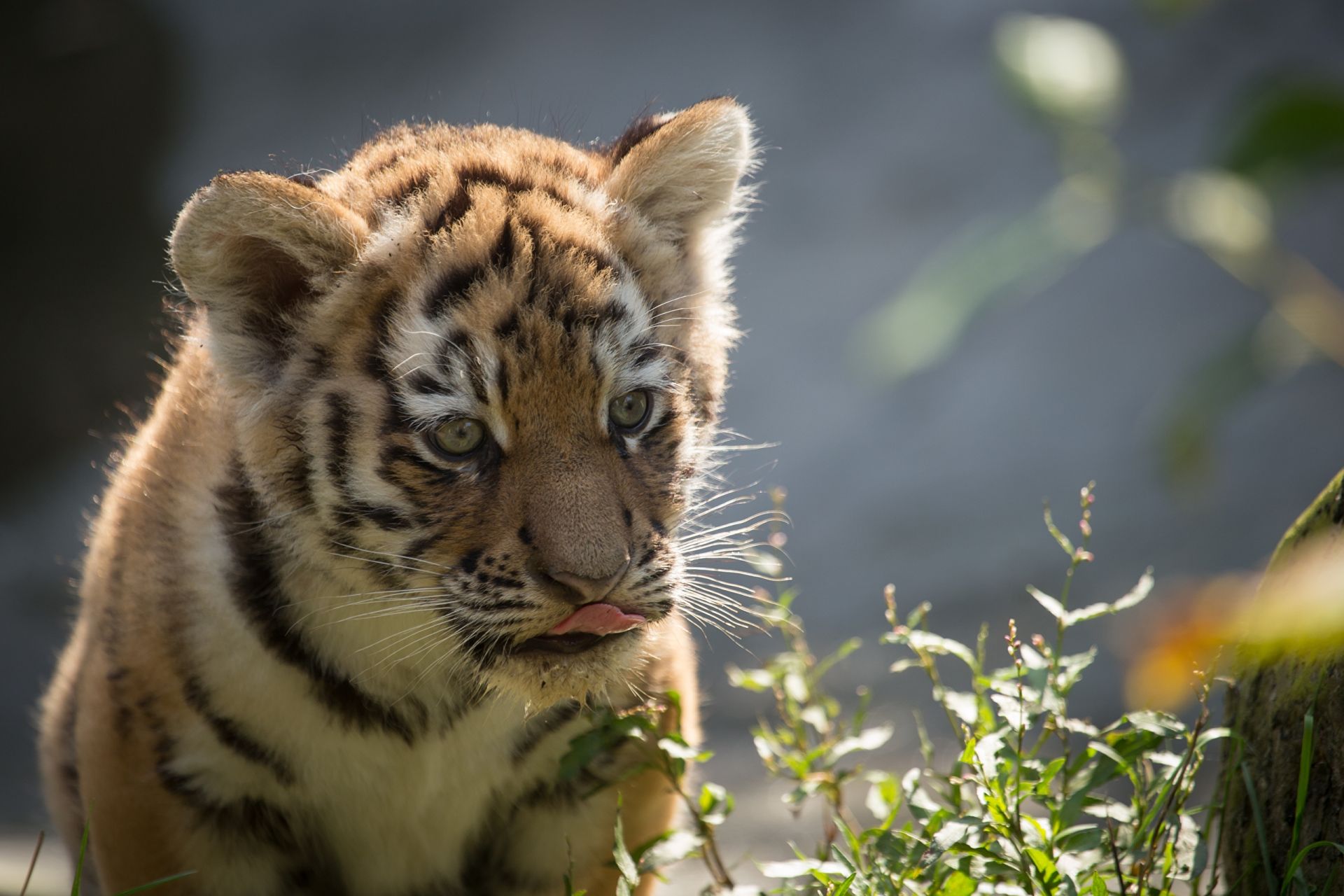 Cute Baby Tiger Wallpapers