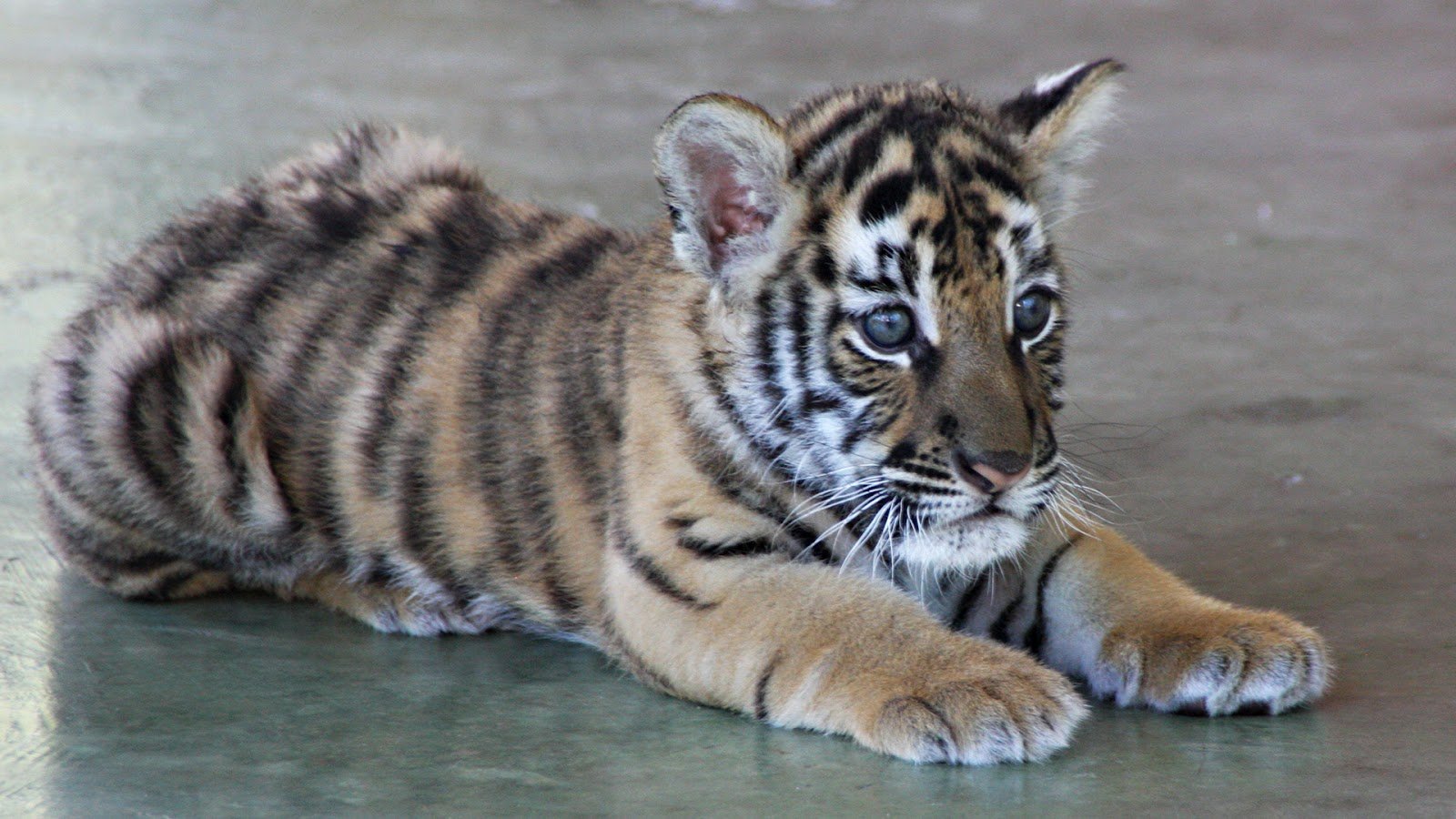 Cute Baby Tiger Wallpapers