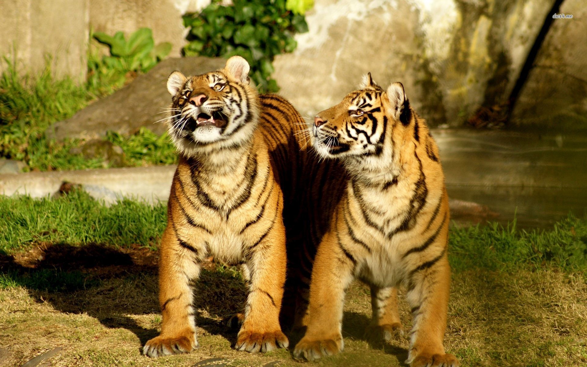 Cute Baby Tiger Wallpapers