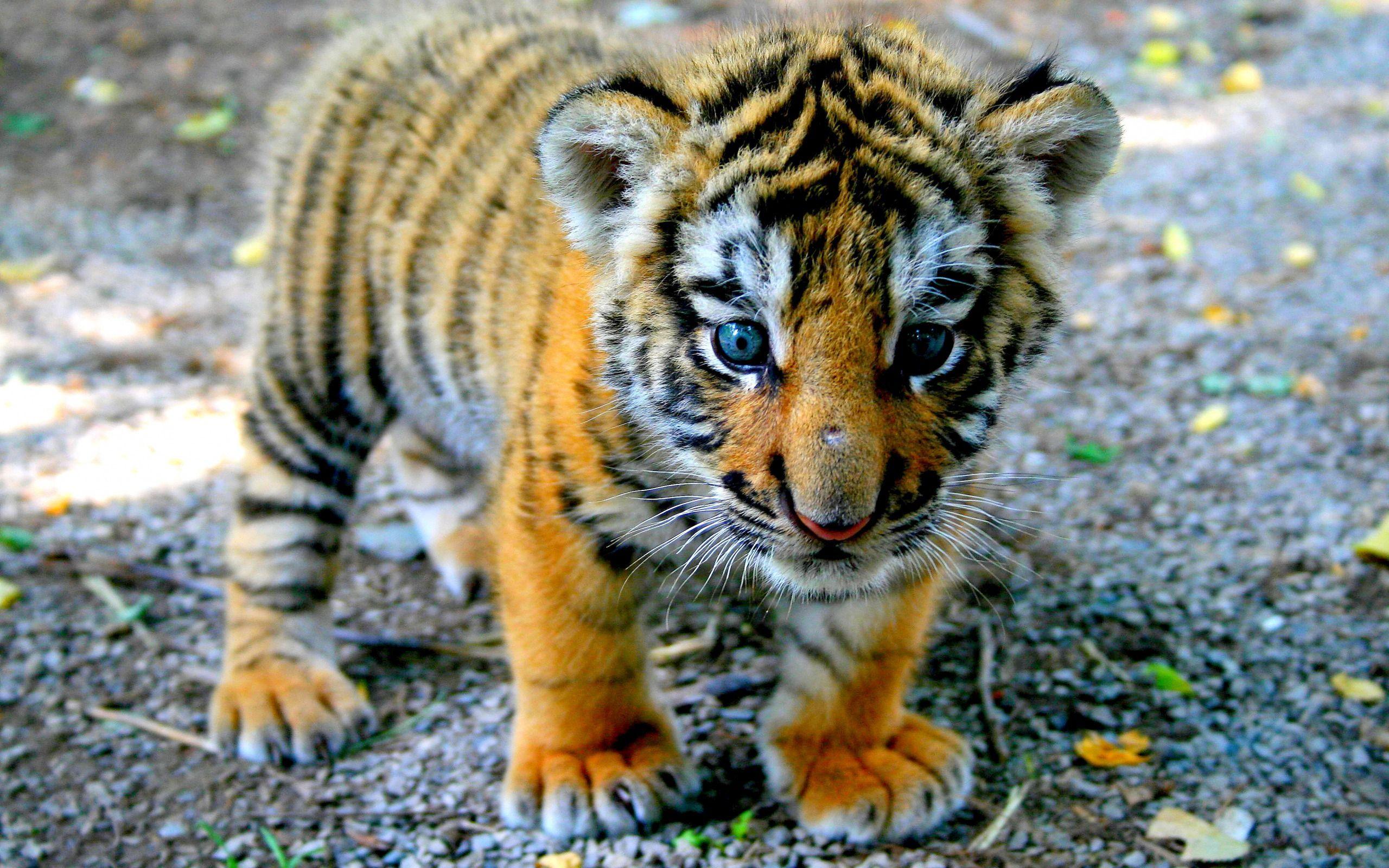 Cute Baby Tigers Wallpapers Wallpapers