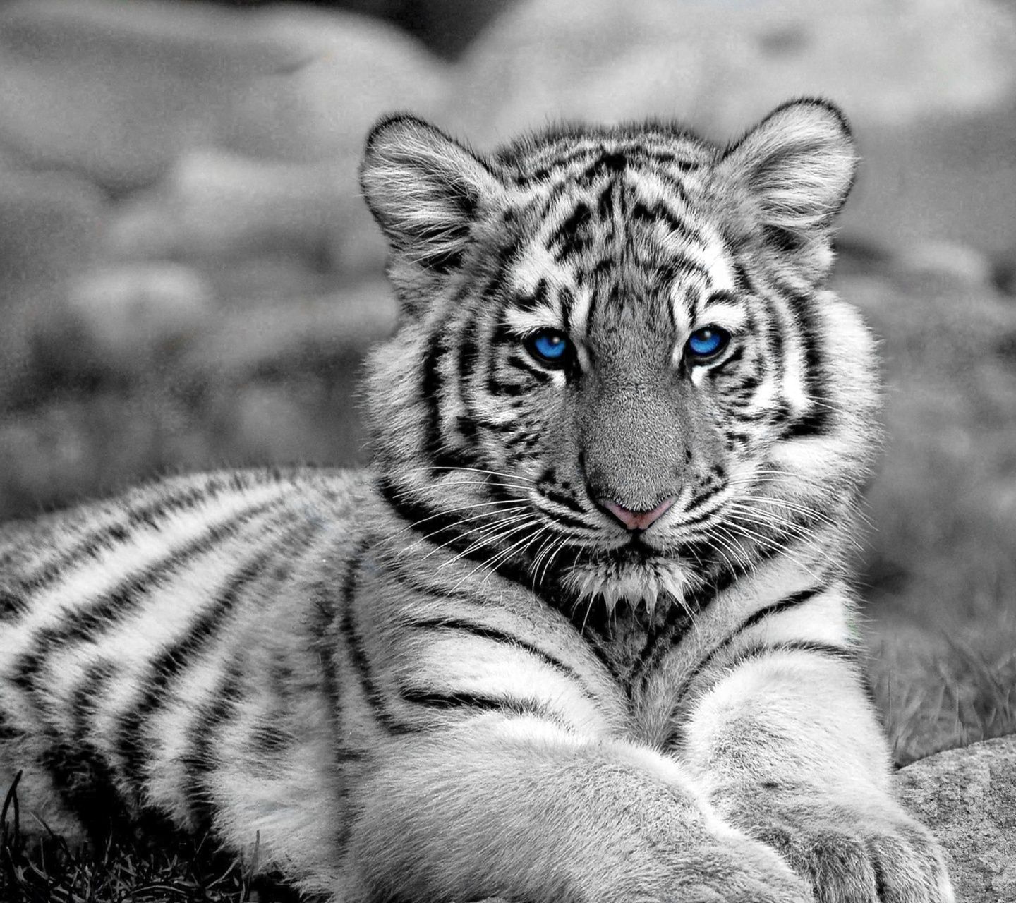 Cute Baby Tigers Wallpapers Wallpapers