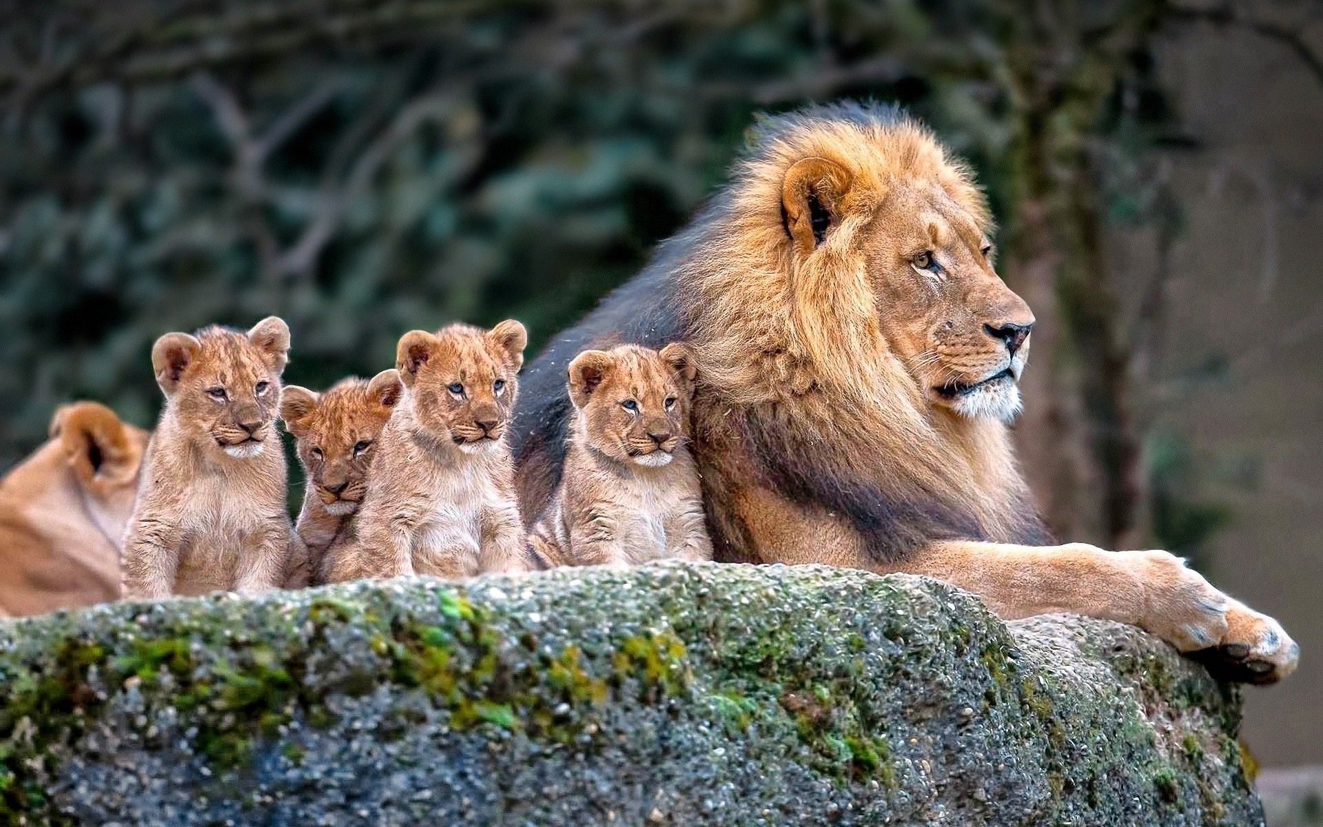 Cute Baby Wild Animals Wallpapers Wallpapers